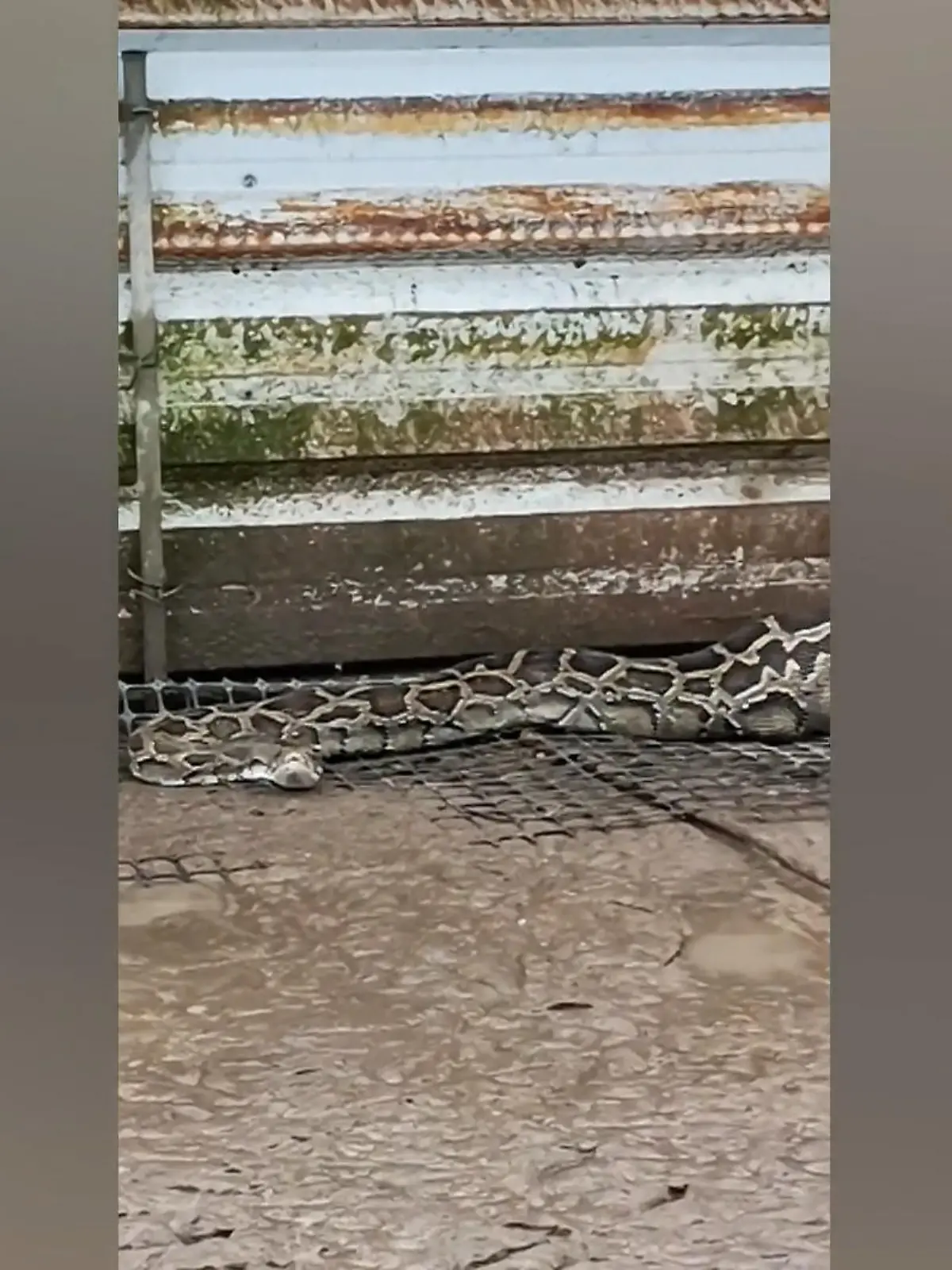 Eine Python treibt ihr Unwesen auf einer Gänsefarm in Qinzhou (China). Die Schlange hat bereits zwei ganze Gänse verschlungen. Der Farmer soll eine Zeit lang versucht haben die drei Meter lange Python zu verjagen – doch ohne Erfolg. Rettungskräfte mussten her, um das Tier einzufangen.  Die Feuerwehr hat die Schlange sachte schnappen können und der örtlichen Forstbehörde übergeben. Was ein Glück für die restlichen Gänse! 