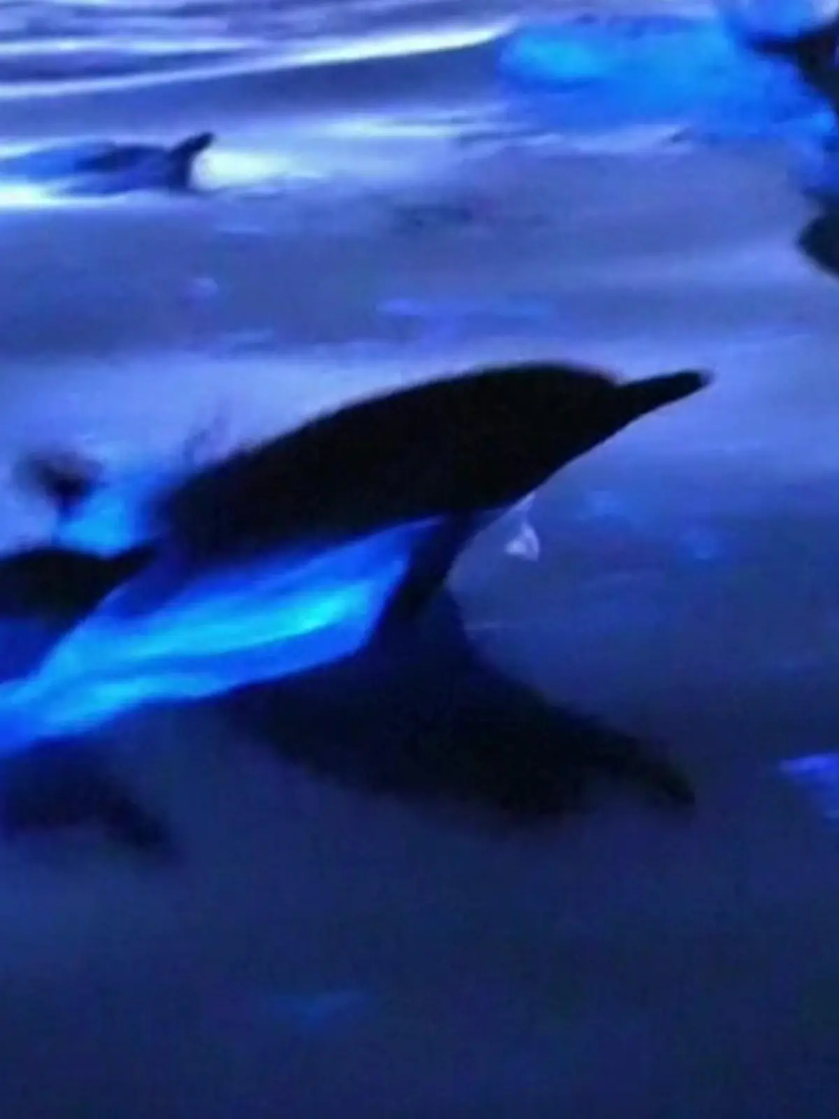 Es sieht aus wie eine Szene aus einem Animationsfilm ist aber Realität: An Kaliforniens Pazifikküste schwimmen scheinbar blaue Delfine durchs Meer. Aber es sind nicht die Delfine, die hier leuchten, sondern winzige, einzellige Algen. In dem aufgewirbelten Wasser senden sie Lichtsignale aus.