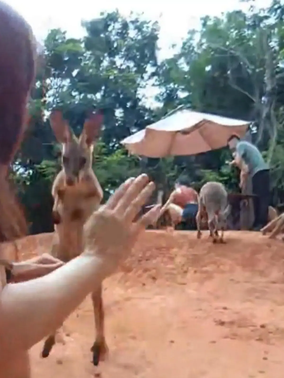Die thailändische Twitcherin justketh streamt gerade inmitten von Kängurus. Doch die Tiere finden den Besuch der jungen Frau gar nicht so gut. Eines der Kängurus greift zuerst ihre Kamera an - kurze Zeit später die Streamerin selbst. Außer einem Schreck scheint der Twitcherin aber nichts passiert zu sein.