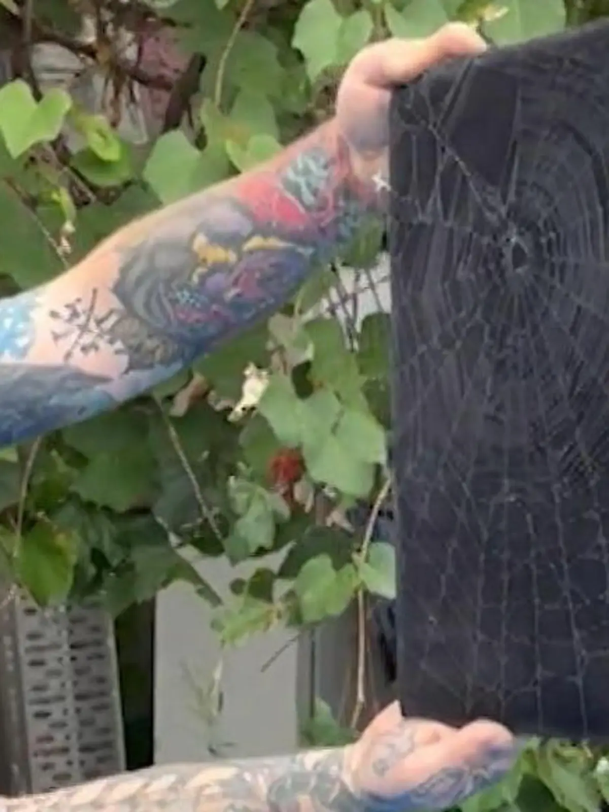 Der Videograf Austin Day hat mit einer einfachen Art und Weise Spinnweben für immer festegehalten. Das leere Haus und Werk einer Katzenohspinne sehen Sie im Video.