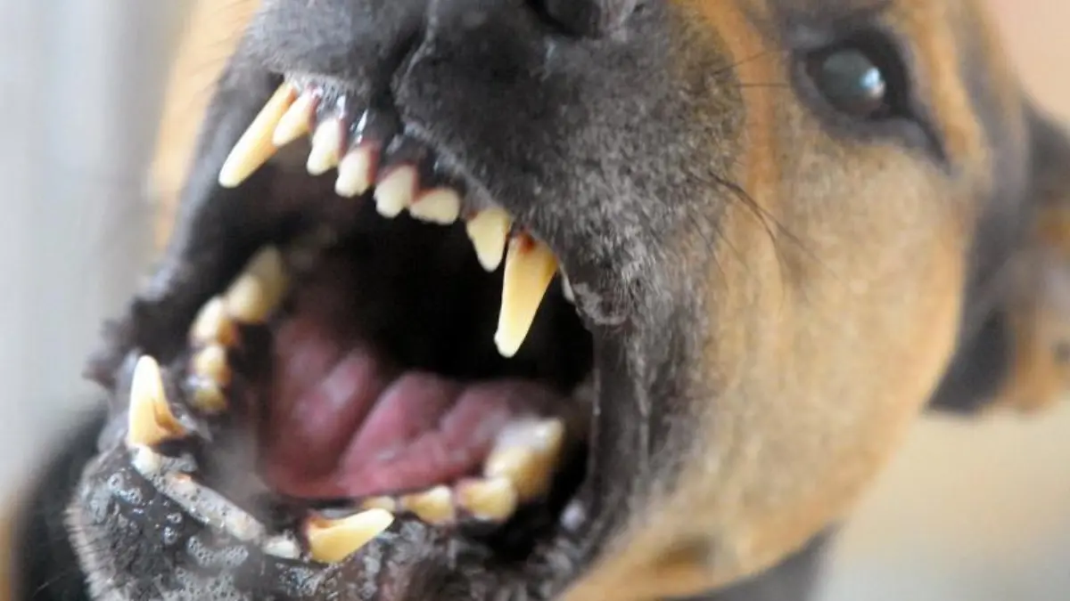 Ein Hund fletscht die Zähne