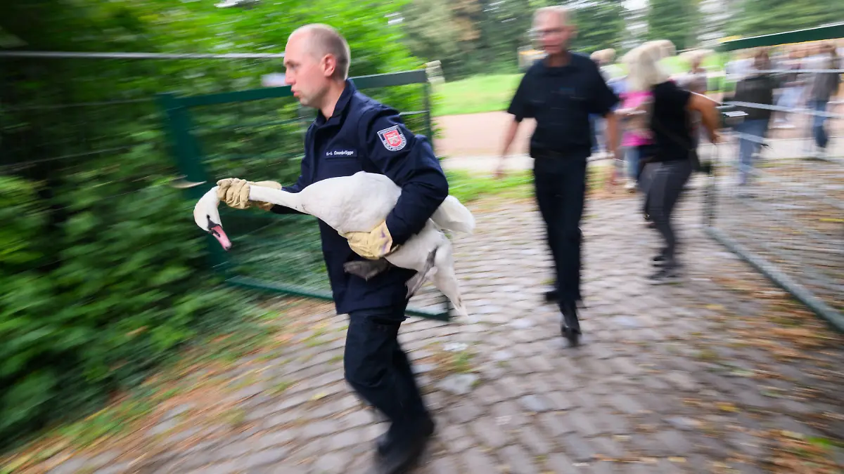 18.09.2023, Niedersachsen, Hannover: Ein Feuerwehrmann der Tierrettung der Feuerwehr Hannover trägt einen eingefangenen Schwan vom Sport- und Pausenplatz einer Schule. Die Tierretter haben einem vermeintlich umherirrenden Schwan auf einem Schulgelände geholfen. Da der Schwan seinen Schulbesuch nicht freiwillig beenden wollte und unklar war, ob das Tier verletzt gewesen ist, war die Tierrettung alarmiert worden. Dem Schwan ging es aber gut und er wurde kurzerhand zur Stressreduzierung eingefangen und auf dem 50 Meter entfernten Maschsee wieder ausgesetzt. Foto: Julian Stratenschulte/dpa +++ dpa-Bildfunk +++