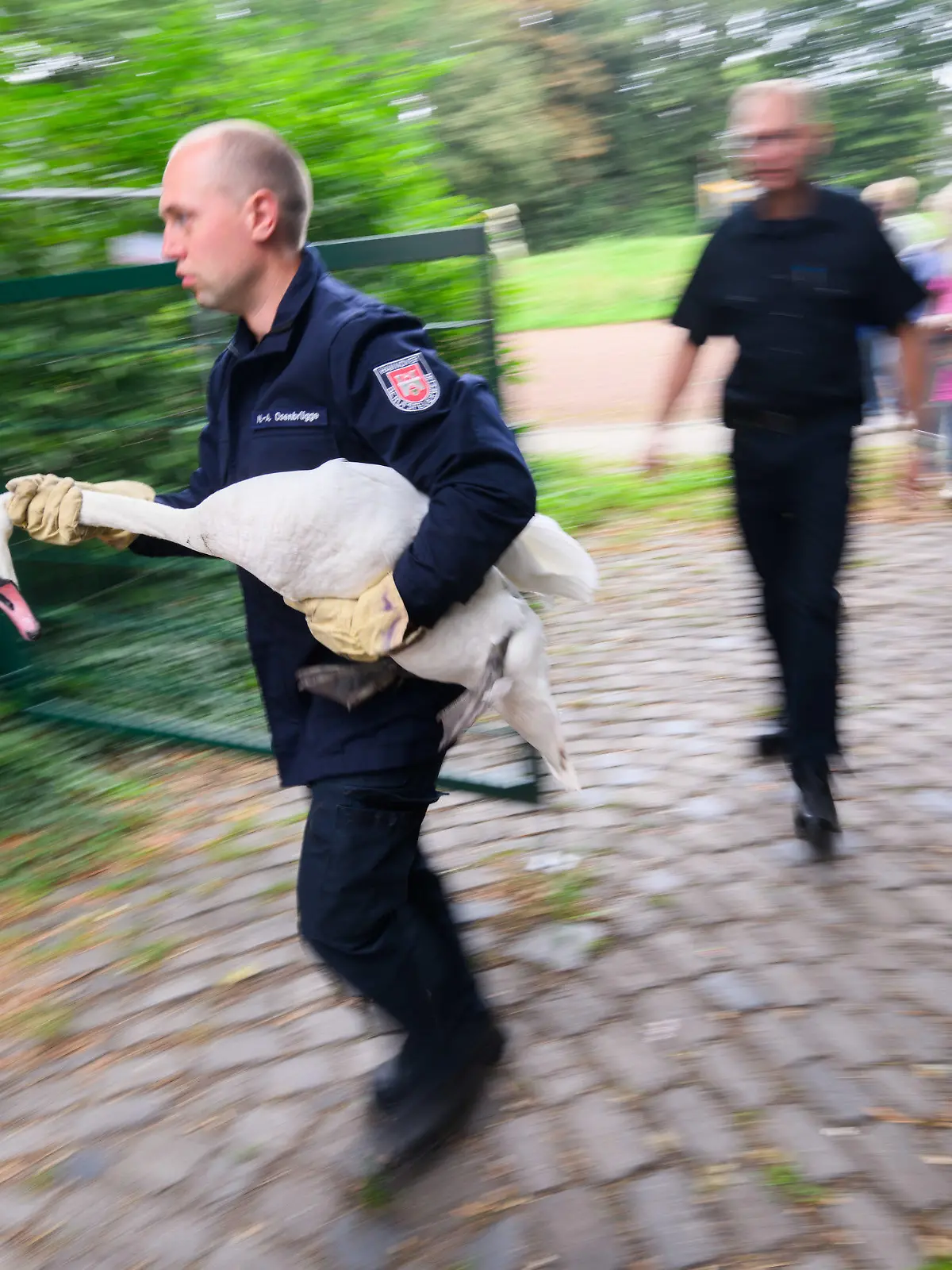 18.09.2023, Niedersachsen, Hannover: Ein Feuerwehrmann der Tierrettung der Feuerwehr Hannover trägt einen eingefangenen Schwan vom Sport- und Pausenplatz einer Schule. Die Tierretter haben einem vermeintlich umherirrenden Schwan auf einem Schulgelände geholfen. Da der Schwan seinen Schulbesuch nicht freiwillig beenden wollte und unklar war, ob das Tier verletzt gewesen ist, war die Tierrettung alarmiert worden. Dem Schwan ging es aber gut und er wurde kurzerhand zur Stressreduzierung eingefangen und auf dem 50 Meter entfernten Maschsee wieder ausgesetzt. Foto: Julian Stratenschulte/dpa +++ dpa-Bildfunk +++