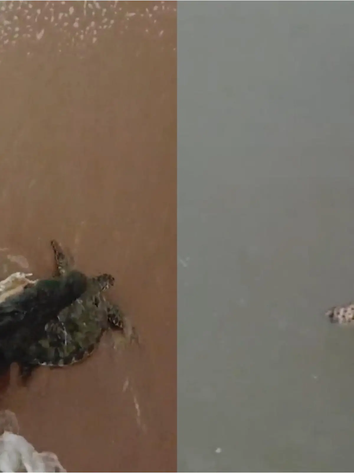 Es könnten ihre letzten Minuten sein: Ein Krokodil schnappt sich am Dundee Beach in Australien eine Schildkröte. Doch der Panzer ist dick und der Überlebenswillen der Schildkröte scheinbar riesig.