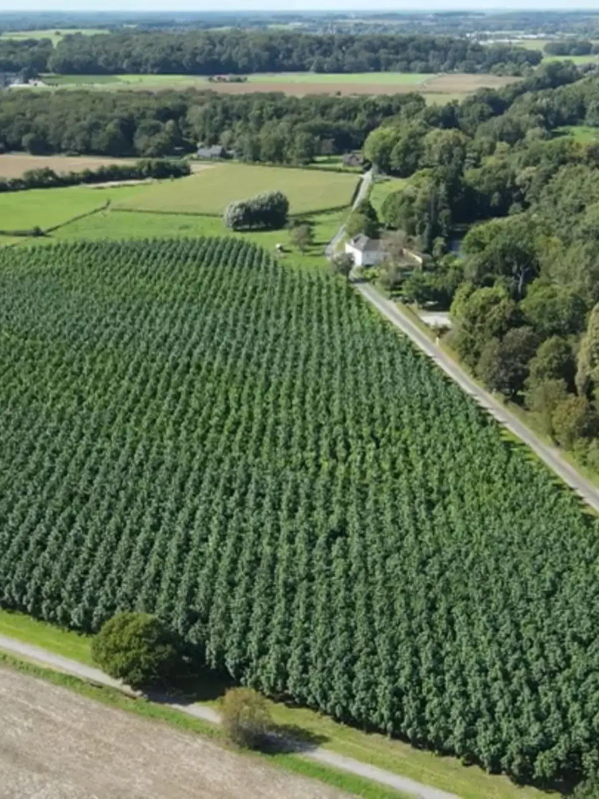 Bild zu: "Superbaum aus Asien in NRW"