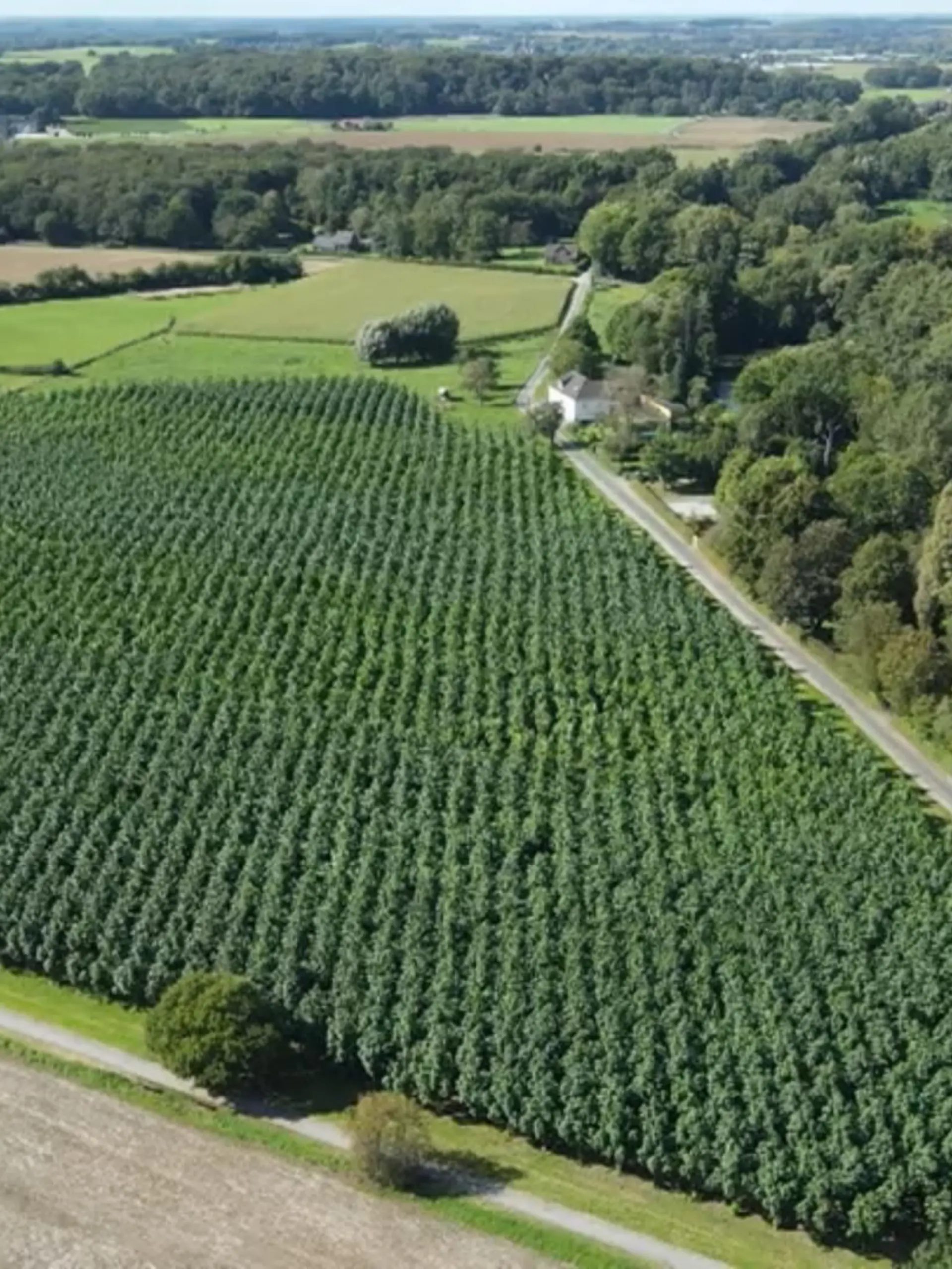 Bild zu: "Superbaum aus Asien in NRW"