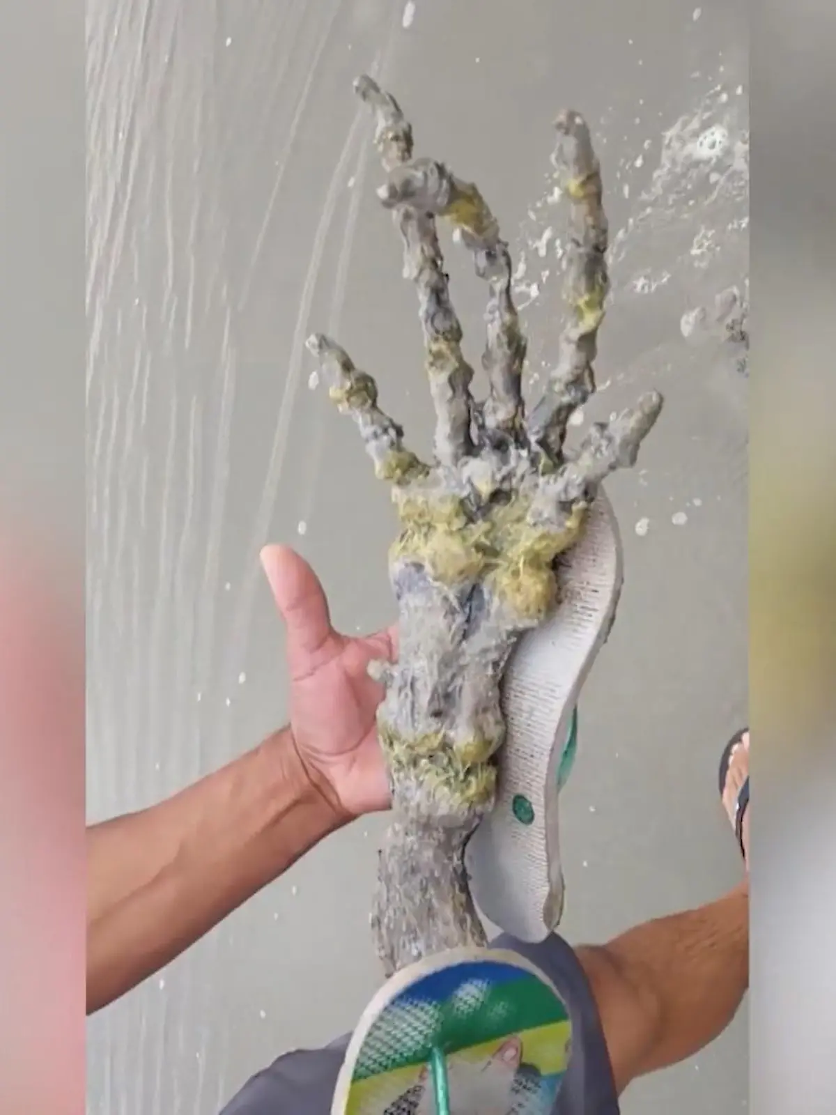 Gehört diese gruselige Hand womöglich einem außerirdischen Wesen? Diese Frage stellen sich Leticia Gomes Santiago und ihr Freund, Devanir Souza, als sie am Strand von Ilha Comprida, im Staat Sao Paulo in Brasilien diesen Gruselfund machen.