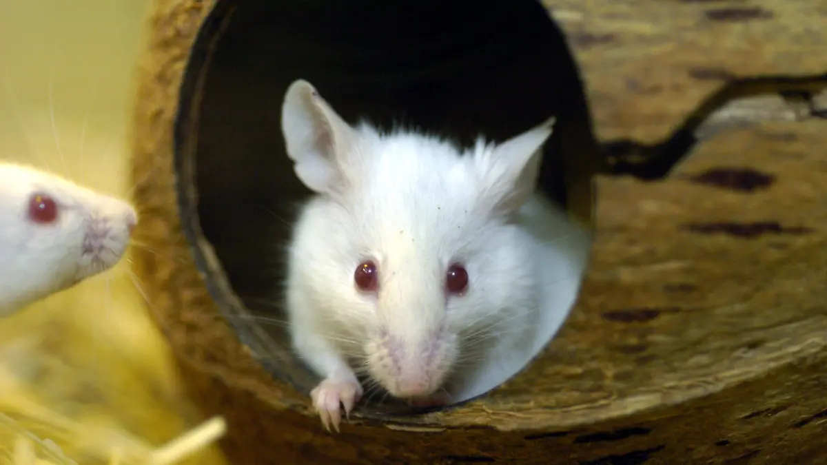 Zwei weiße Mäuse, aufgenommen am 4.2.2004 in einer Dortmunder Zoohandlung.