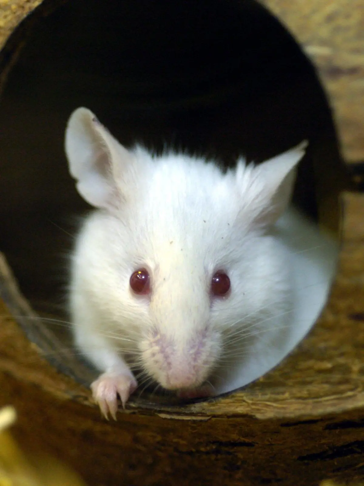 Zwei weiße Mäuse, aufgenommen am 4.2.2004 in einer Dortmunder Zoohandlung.