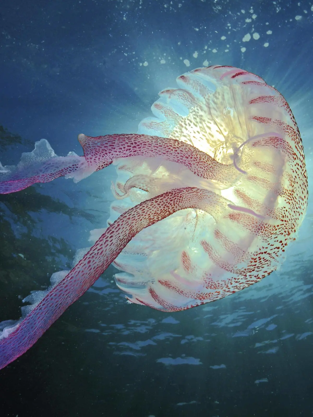 Feuerqualle oder Leuchtqualle (Pelagia noctiluca), Mallorca, Balearen, Spanien, Europa *** Fire jellyfish or light jellyfish Pelagia noctiluca Mallorca Balearic Spain Europe Copyright: imageBROKER/SeaTops ibxhco04670910.jpg Bitte beachten Sie die gesetzlichen Bestimmungen des deutschen Urheberrechtes hinsichtlich der Namensnennung des Fotografen im direkten Umfeld der Veröffentlichung!