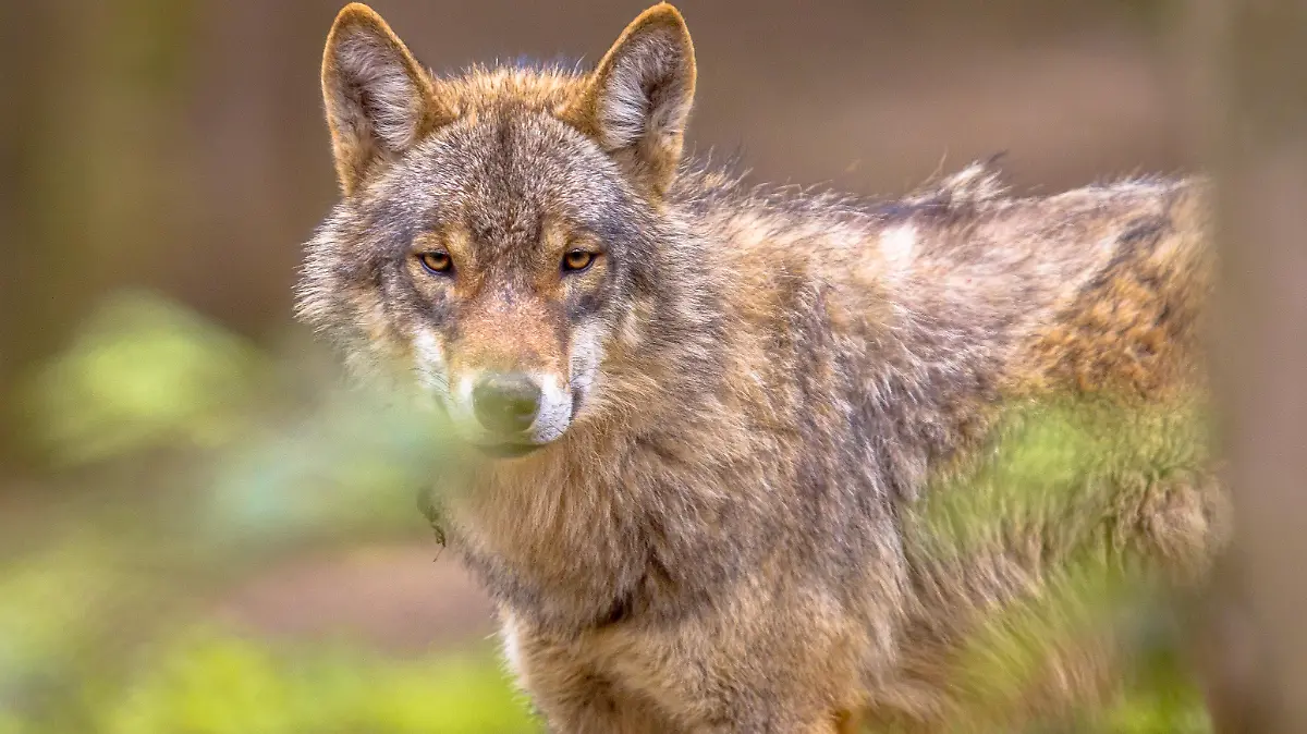 European grey Wolf (Canis lupus) peeking throug leaves vegetation in natural forest habitat looking looking for prey, eye contact