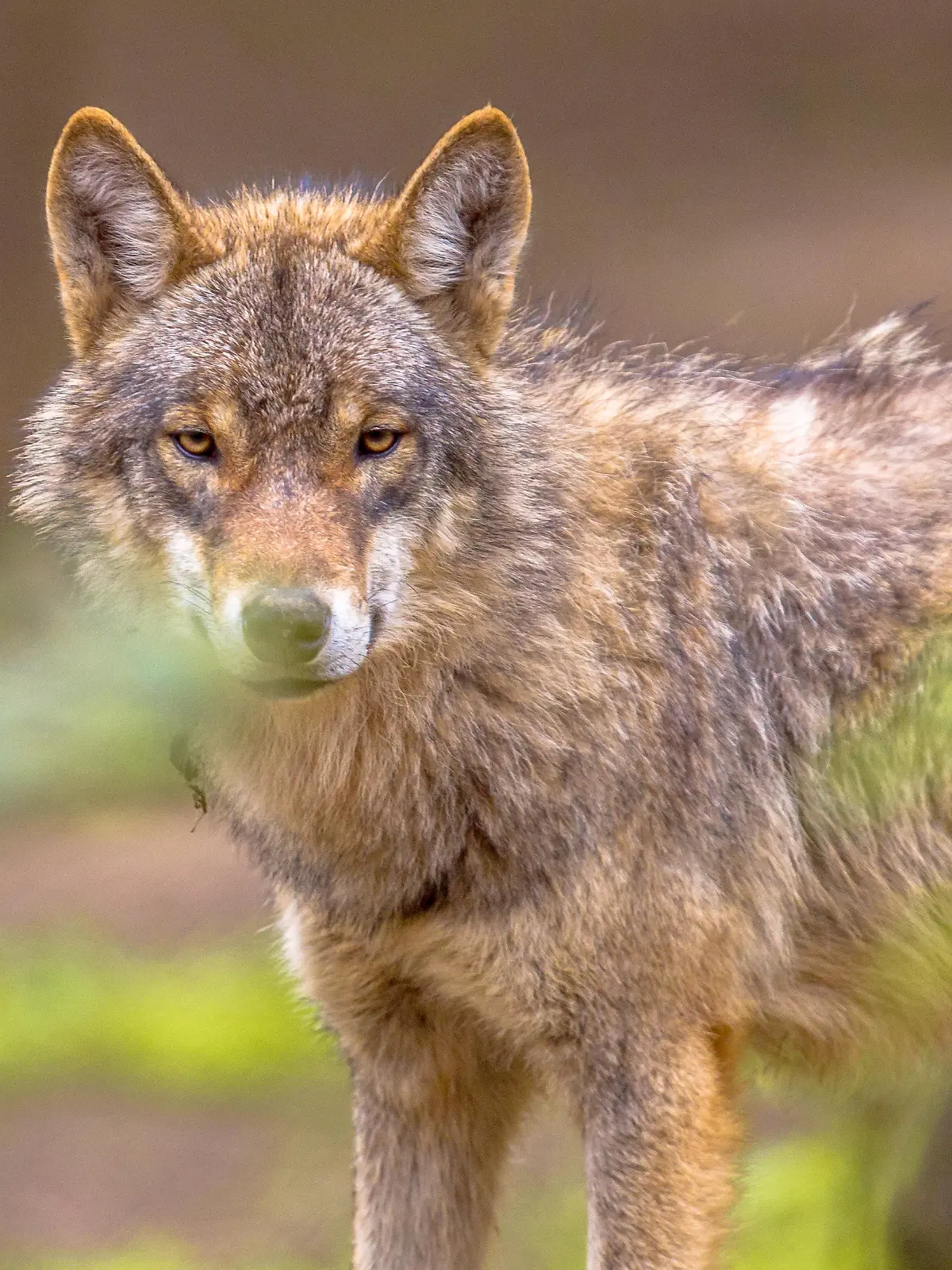 European grey Wolf (Canis lupus) peeking throug leaves vegetation in natural forest habitat looking looking for prey, eye contact