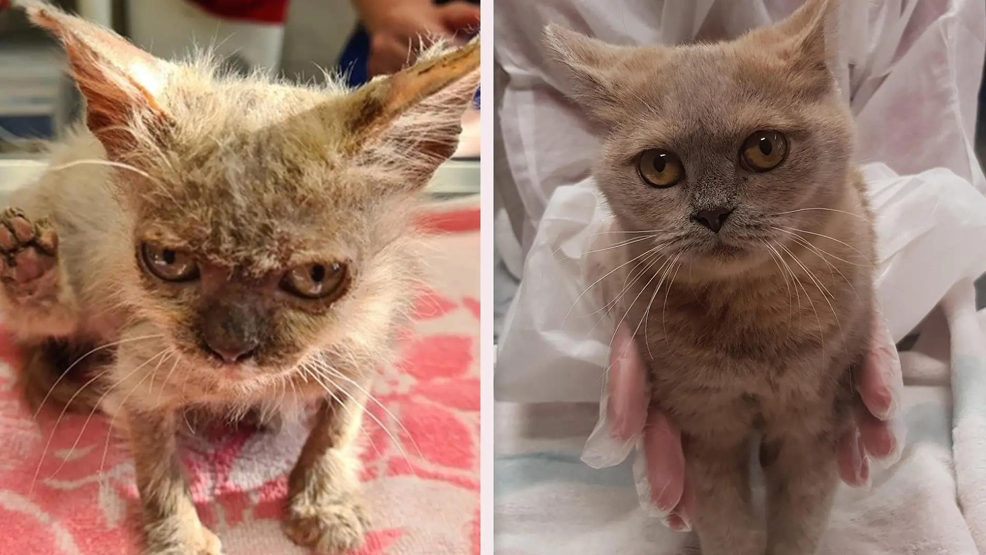 Was für ein Unterschied! Sasa bei ihrer Ankunft im Tierheim (links) und nach vier Monaten liebevoller Zuwendung durch die Tierheim-Mitarbeiter.