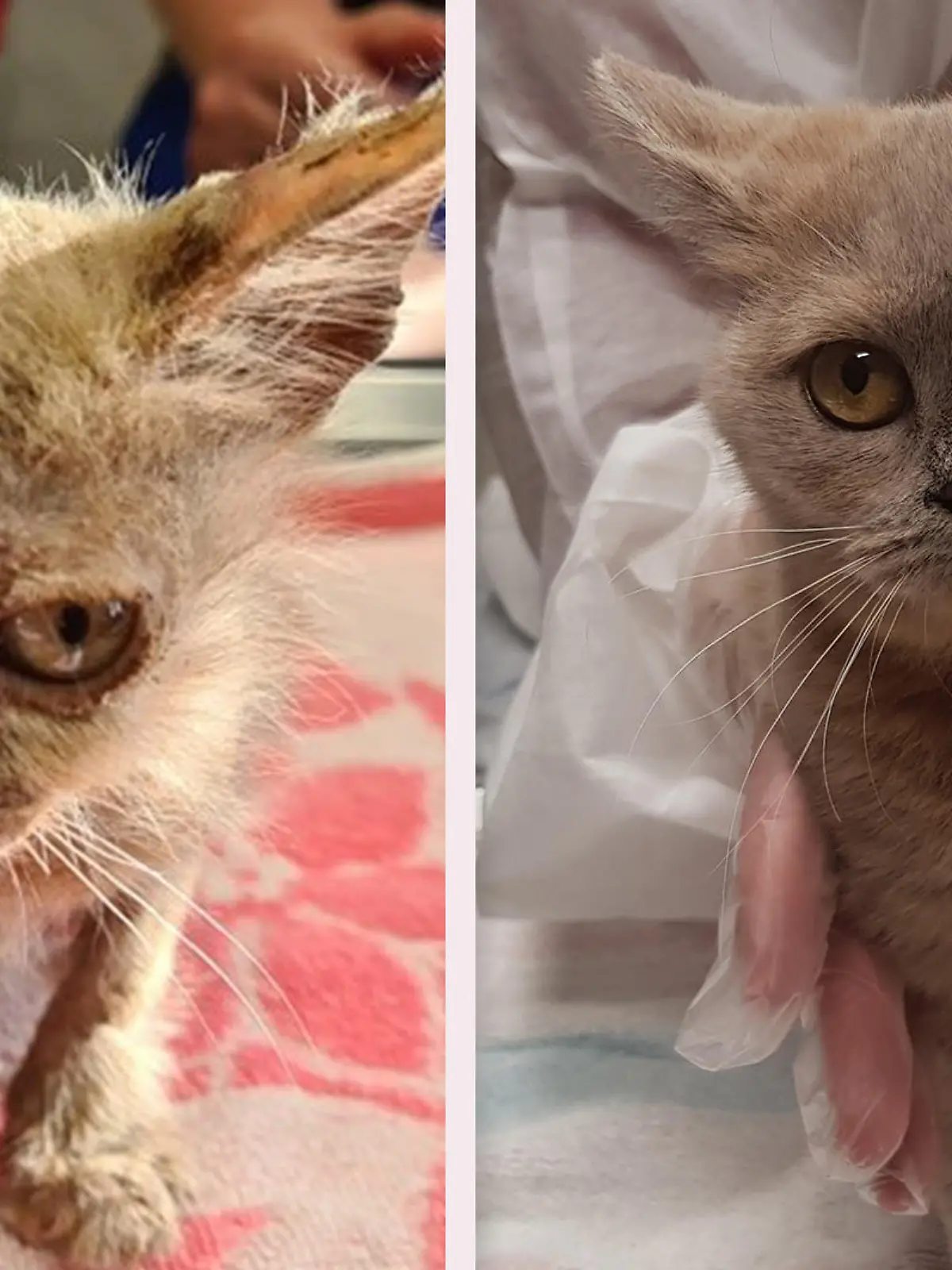 Was für ein Unterschied! Sasa bei ihrer Ankunft im Tierheim (links) und nach vier Monaten liebevoller Zuwendung durch die Tierheim-Mitarbeiter.