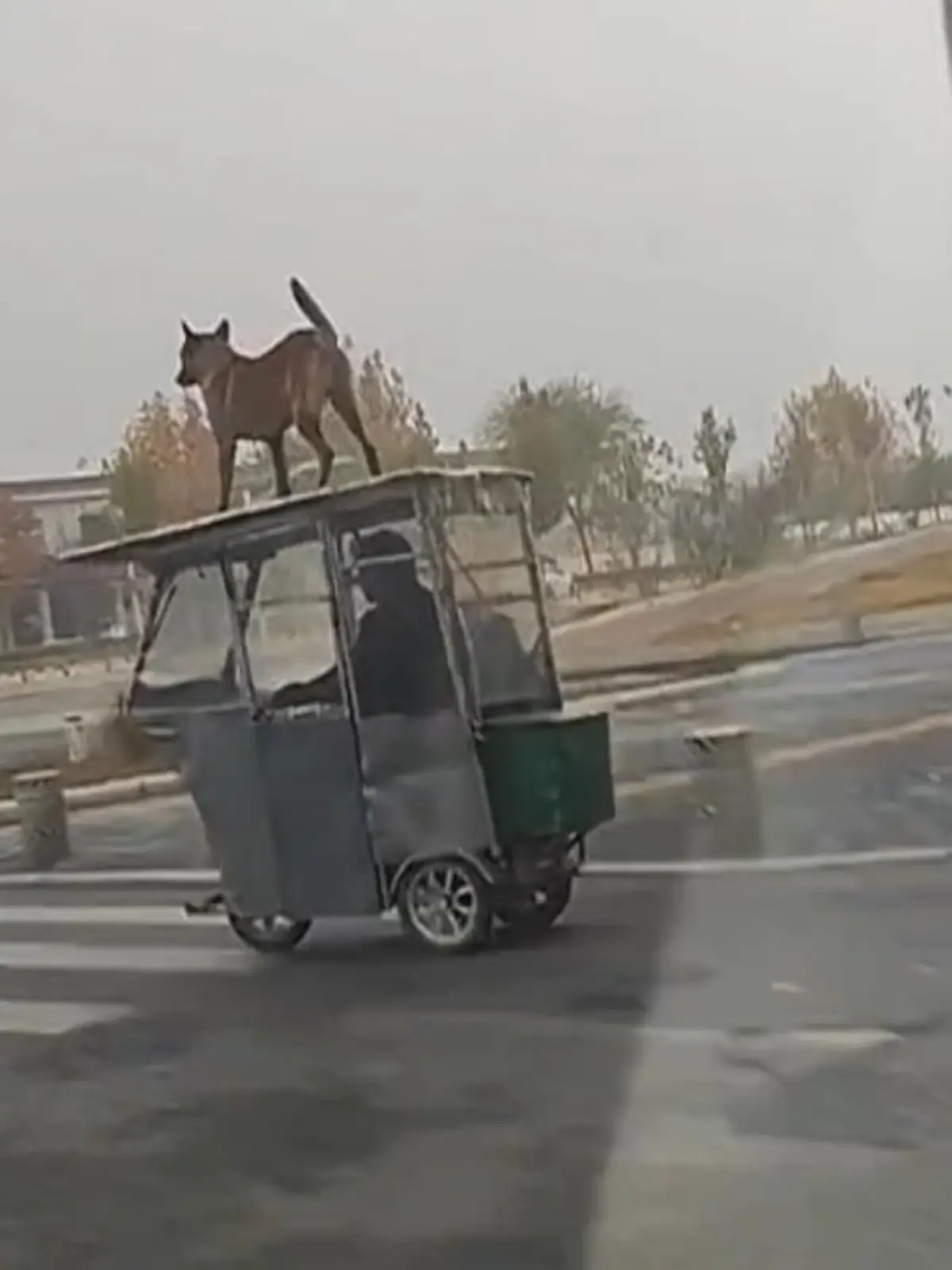 Dieses motorisierte Dreirad hat eine ganz besondere Kühlerfigur: Einen ausgewachsenen, lebendigen Schäferhund. Gefilmt wurde dieser skurrile Transport in der chinesischen Provinz Henan. Wieso der Hund auf dem Dach mitfährt, ist bisher nicht klar. Vermutlich war in dem Gefährt nicht genug Platz - und einen Kofferaum hat es auch nicht.
