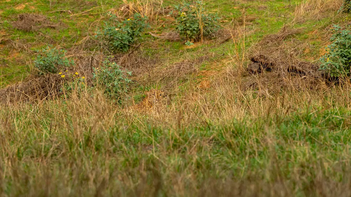 Indian wild male leopard or panther or panthera pardus fusca camouflage in monsoon green grass at ranthambore national park forest rajasthan india asia