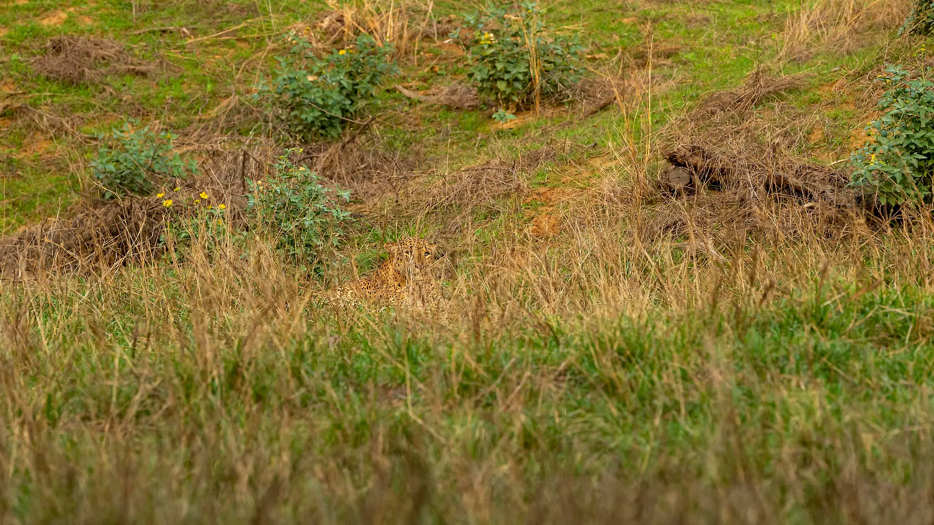 Indian wild male leopard or panther or panthera pardus fusca camouflage in monsoon green grass at ranthambore national park forest rajasthan india asia
