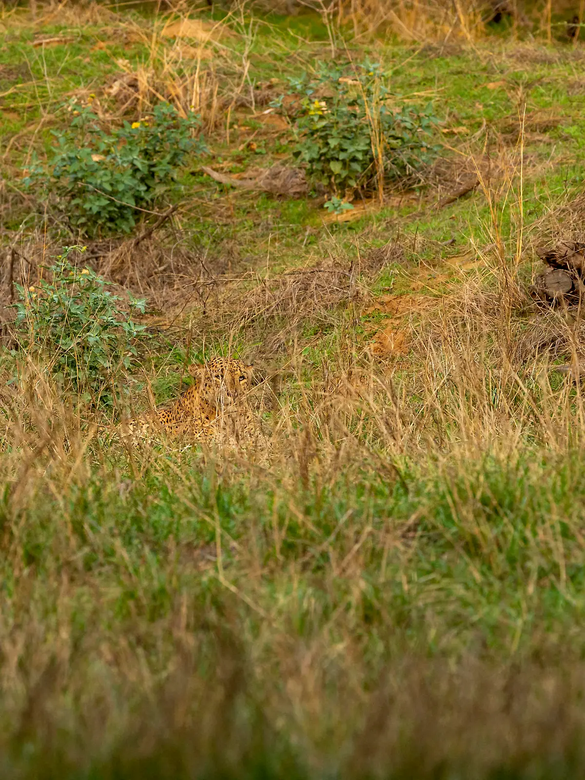 Indian wild male leopard or panther or panthera pardus fusca camouflage in monsoon green grass at ranthambore national park forest rajasthan india asia