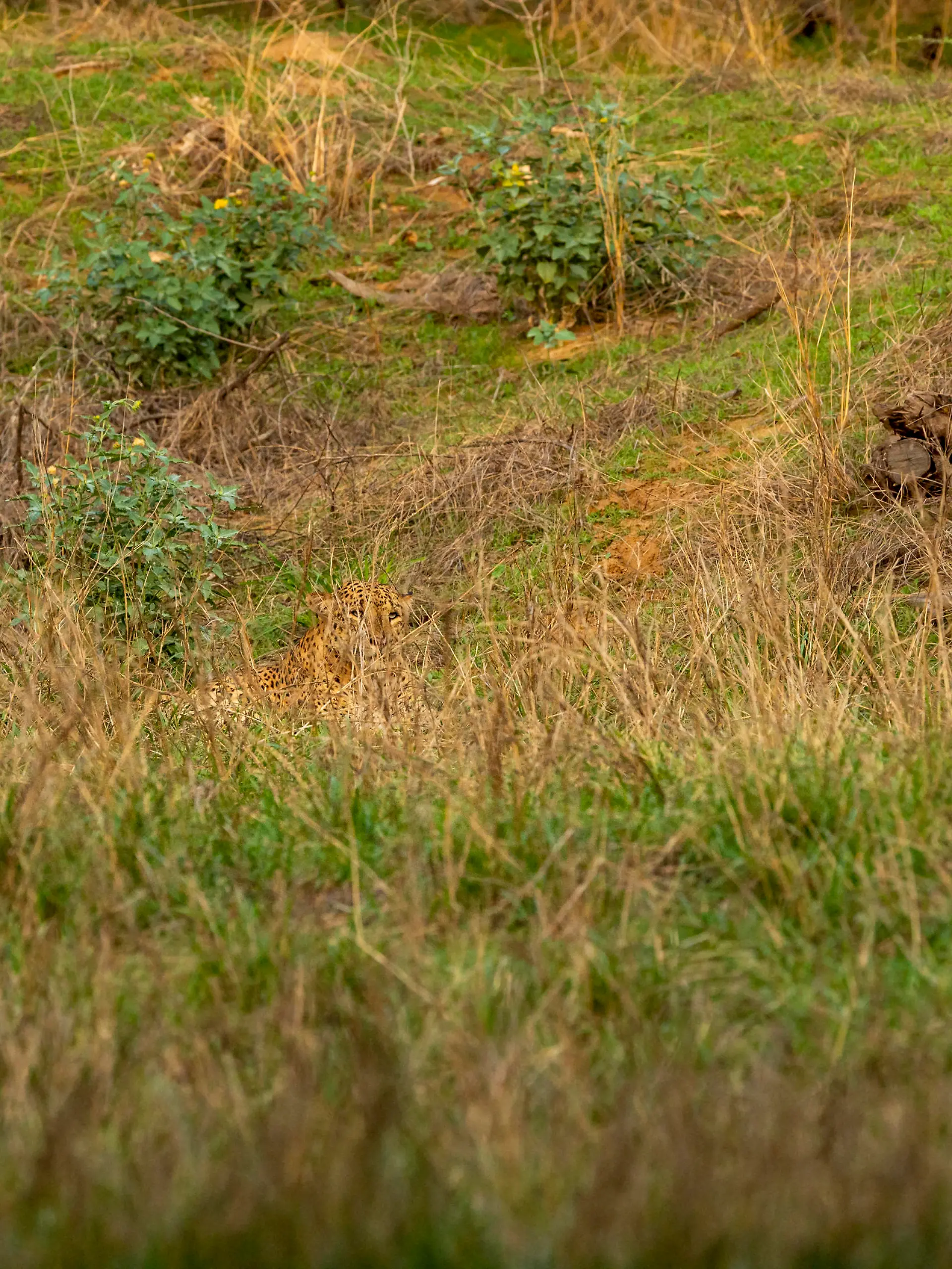 Indian wild male leopard or panther or panthera pardus fusca camouflage in monsoon green grass at ranthambore national park forest rajasthan india asia