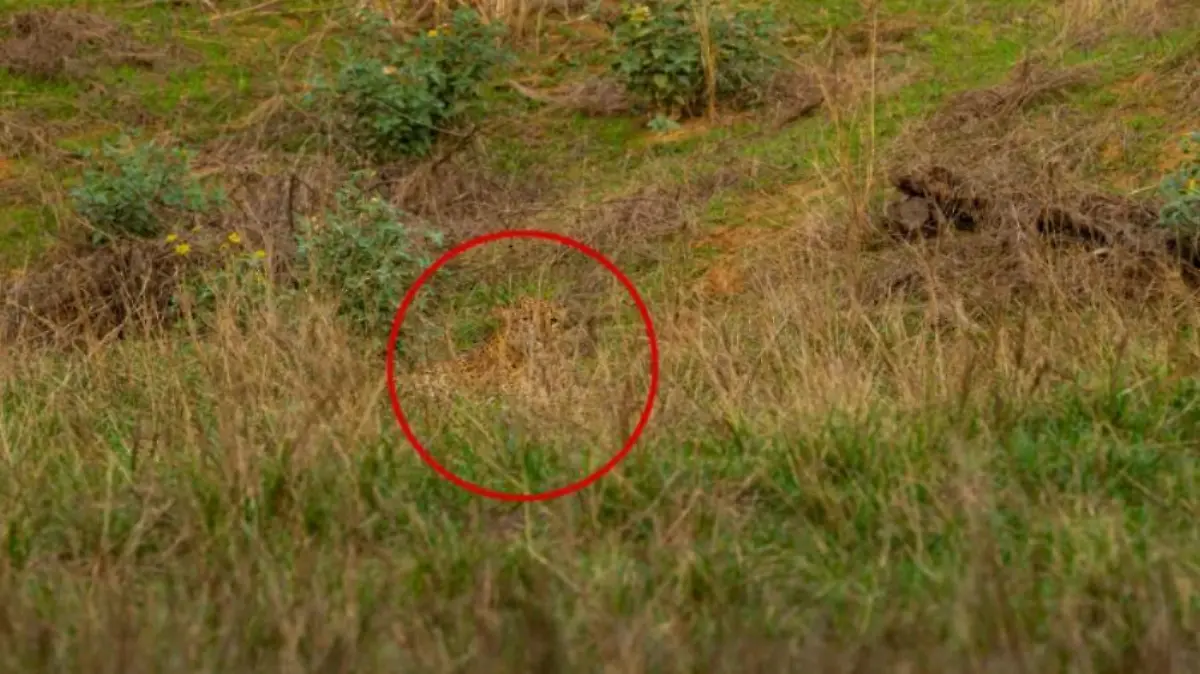 Leoparden-Suchbild
