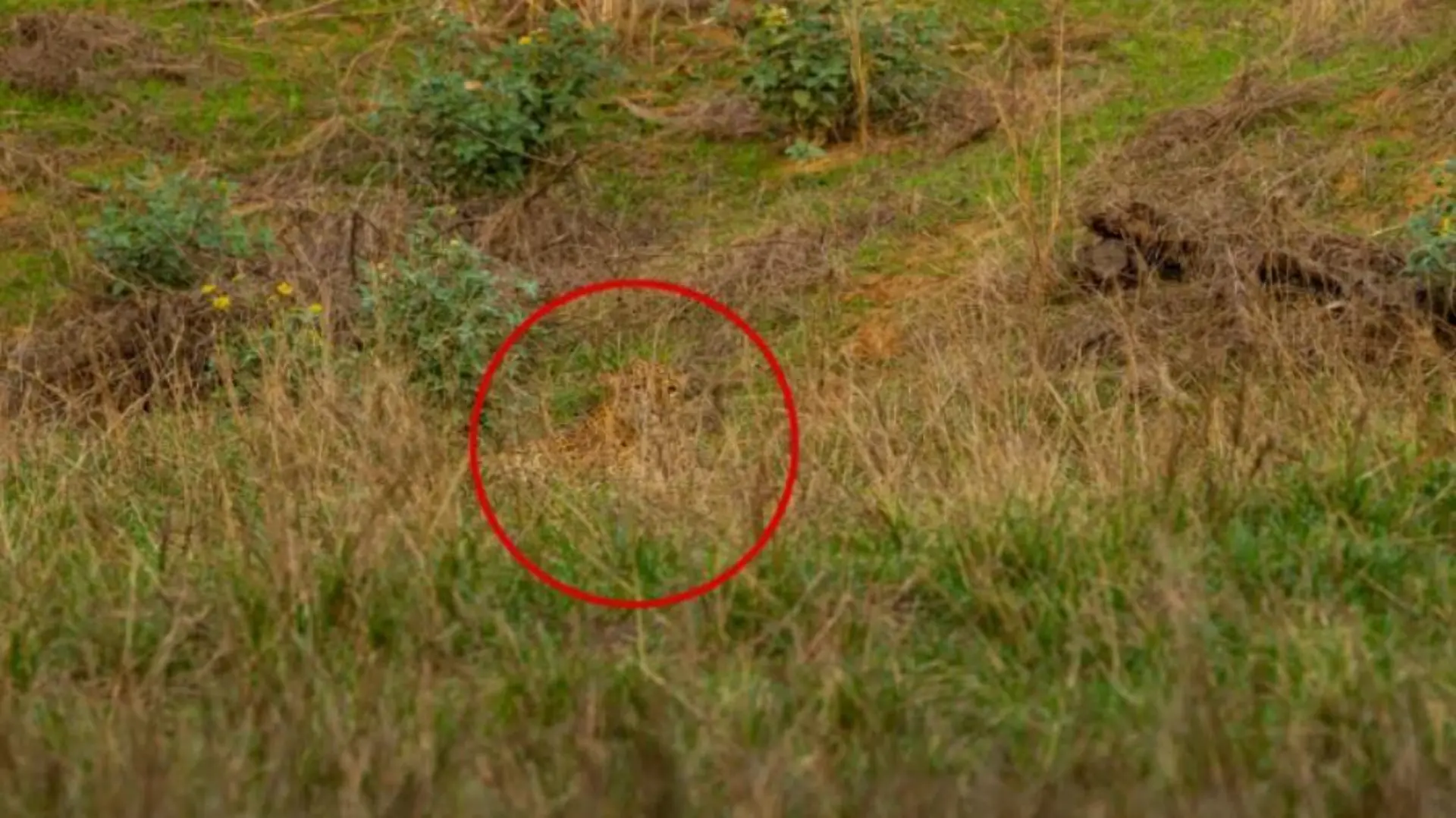 Leoparden-Suchbild