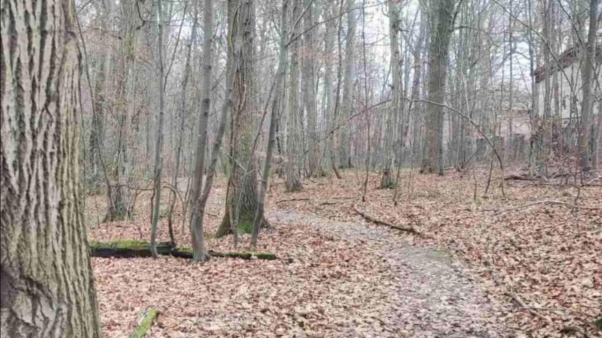 Ein Wald im Herbst mit braunen Blättern auf dem Boden. Durch den Wald führt ein grauer Waldweg