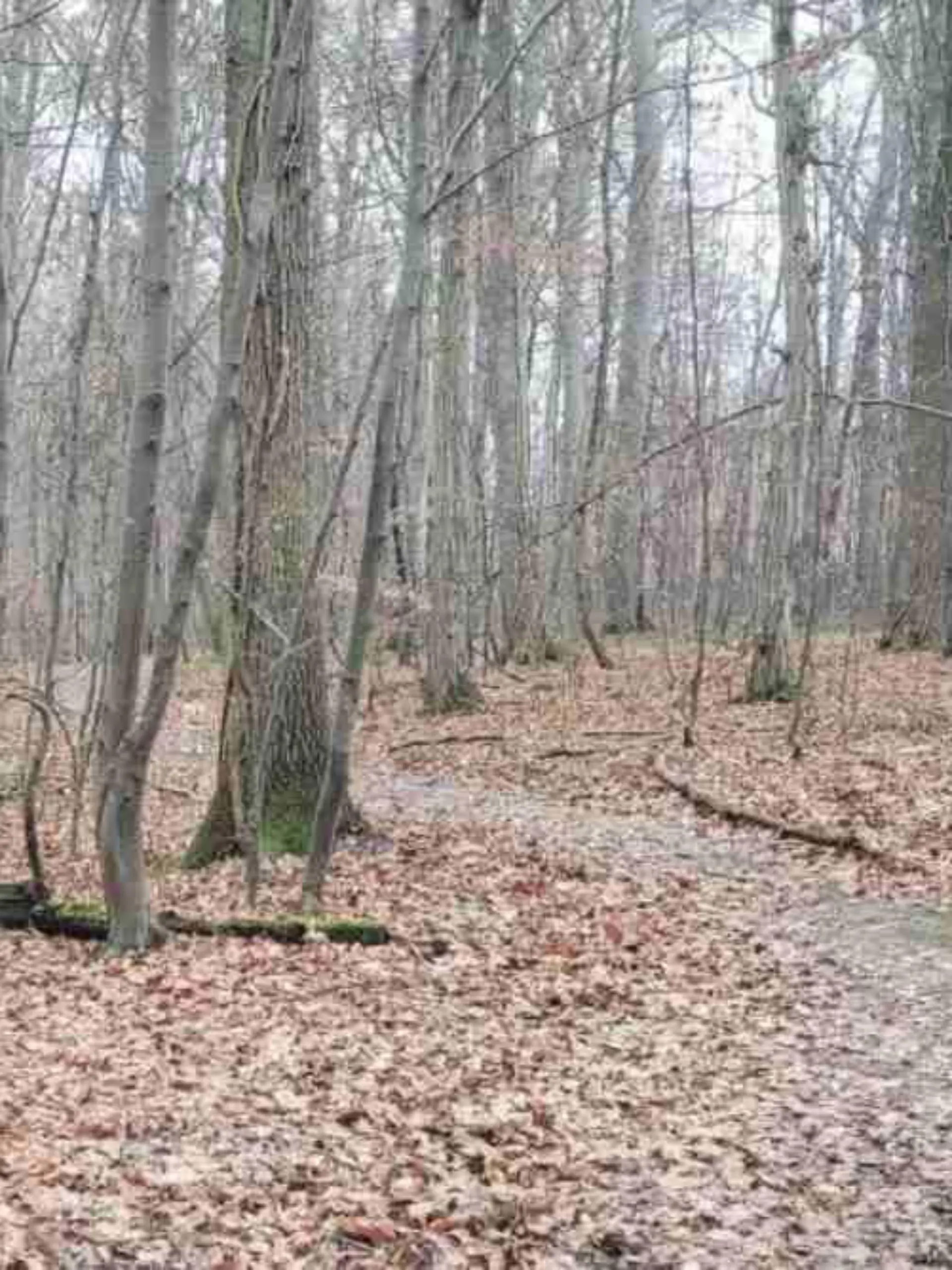 Ein Wald im Herbst mit braunen Blättern auf dem Boden. Durch den Wald führt ein grauer Waldweg