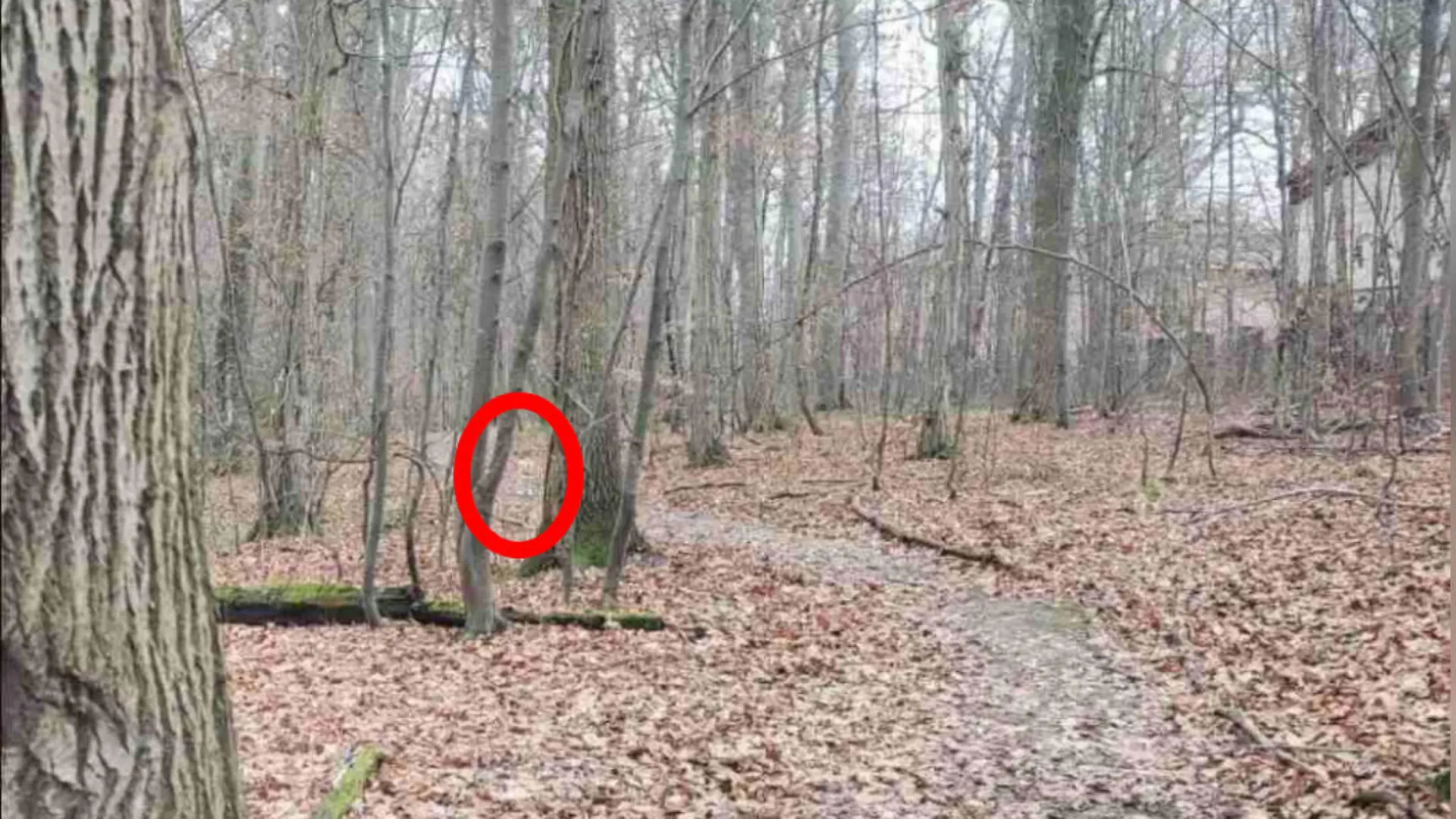 Ein Wald im Herbst mit braunen Blättern auf dem Boden. Durch den Wald führt ein grauer Waldweg. Links oben, kurz bevor der Waldweg auf dem Bild zwischen den Bäumen verschwindet, ist ein roter Kreis. In dem Kreis ist ein grau-brauner Hund.