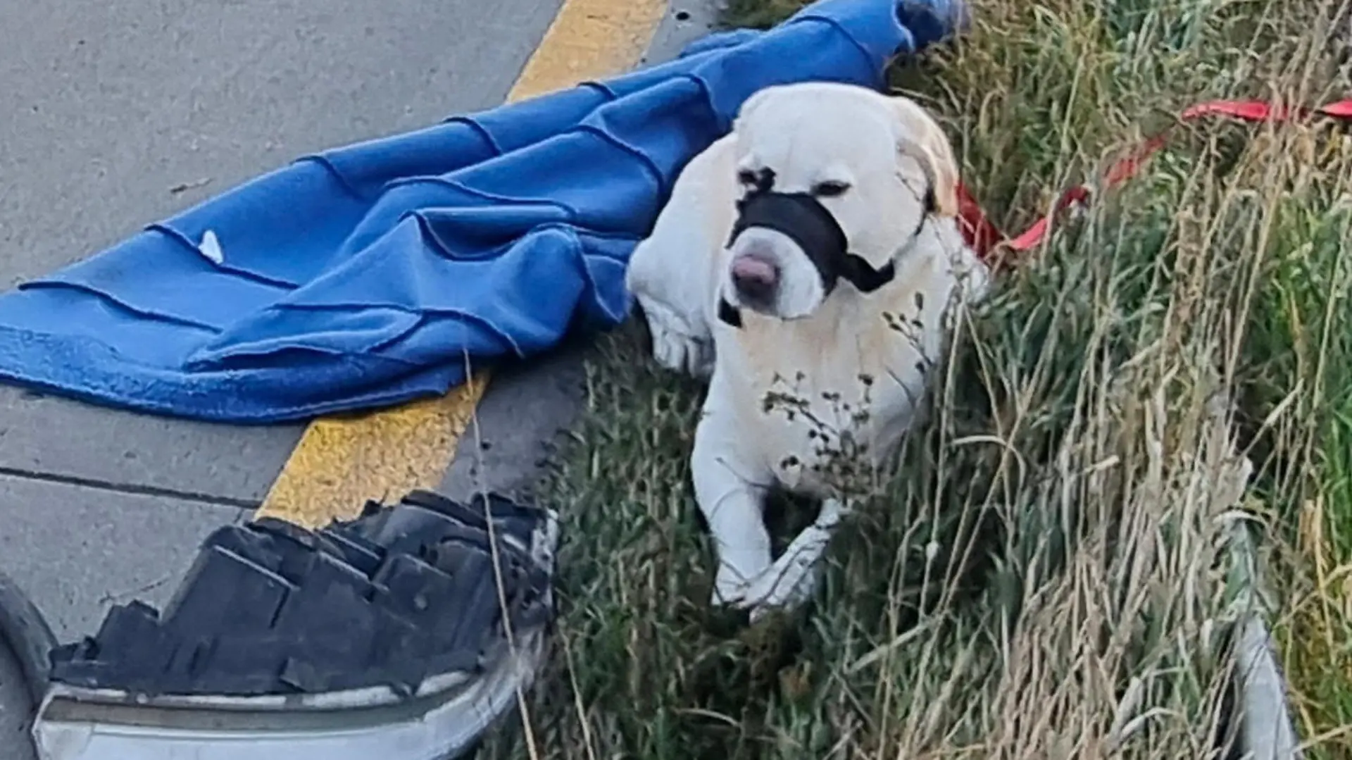 21.11.2022 Scheuditz;
Foto: Der Labrador wartet nach dem schweren Unfall auf dem Grünstreifen am Rand der A9 

Nach Horror-Unfall an Stauende
Hier trauert ein Labrador um sein Herrchen, Mann starb im Kleintransporter, Hund sitzt stundenlang an Autobahn
Tapfer sitzt der Labrador bei klirrender Kälte am Rand der Autobahn. Stundenlang harrt er aus, wartet auf sein Herrchen. Vergebens!
Dramatische Szenen Montagmittag auf der A9 zwischen Schkeuditzer Kreuz und Großkugel! Gegen 13.30 Uhr übersieht der Fahrer (54) eines Iveco-Transporters einen vor ihm fahrenden Sattelzug, rast nahezu ungebremst unter den Auflieger.
Der 54-jährige Mann stirbt noch im Wrack, seine Ehefrau, die Beifahrerin, wurde verletzt, steht unter Schock, sagte eine Polizeisprecherin am Montag nach dem Unglück.
Nur der Labrador des Fahrers übersteht das Unglück unbeschadet. Der Hund kam vorerst in ein Tierheim, der tragische Unfall beschäftigt die Polizei noch bis in die Abendstunden.  *** Local Caption *** 
