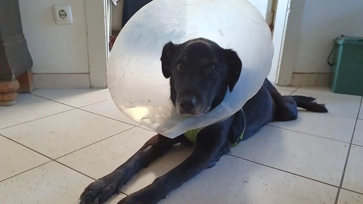 Nach der Not-OP muss Molly eine Halskrause tragen. Die Hündin ist auf dem Weg der Besserung.