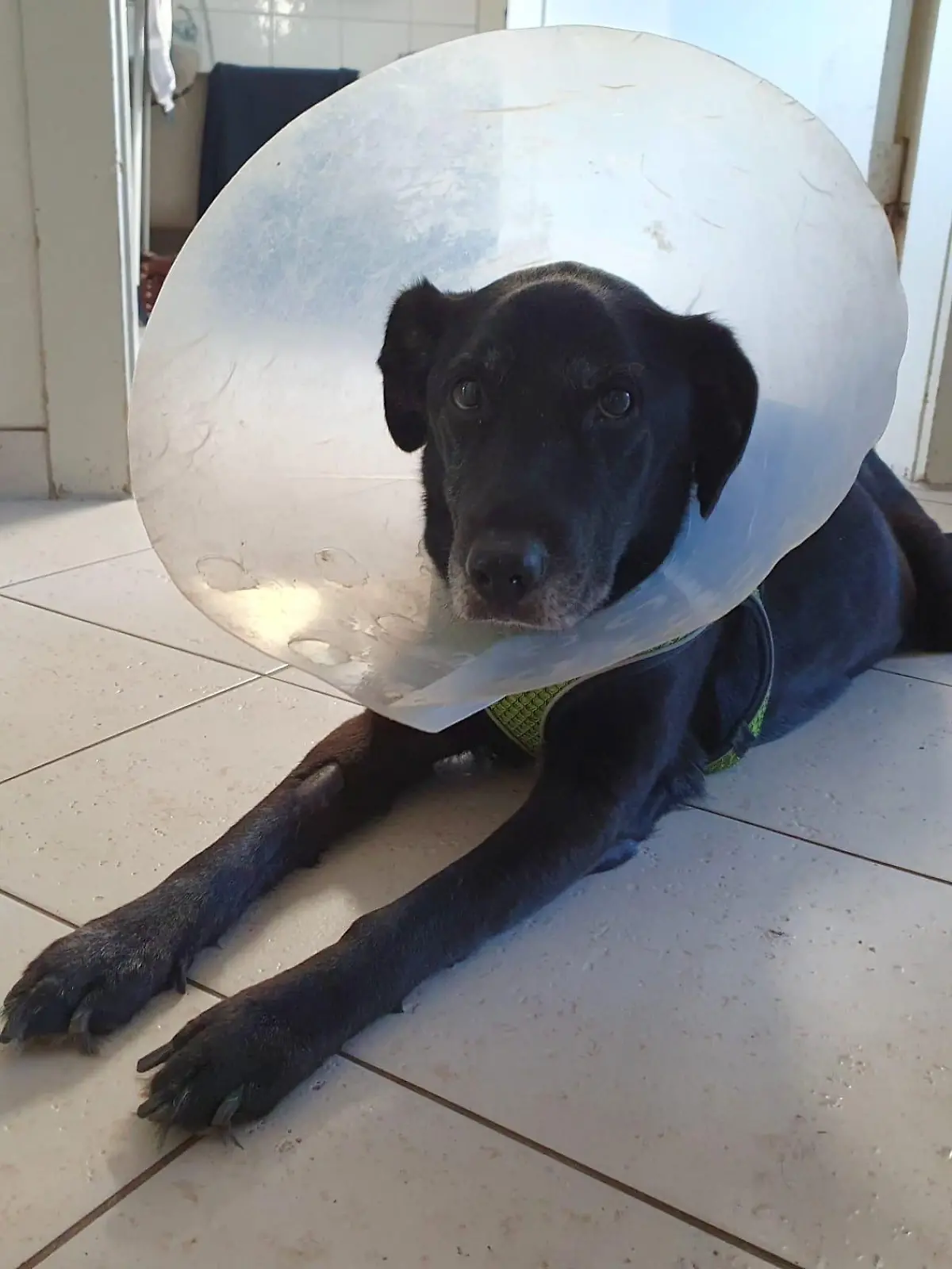 Nach der Not-OP muss Molly eine Halskrause tragen. Die Hündin ist auf dem Weg der Besserung.