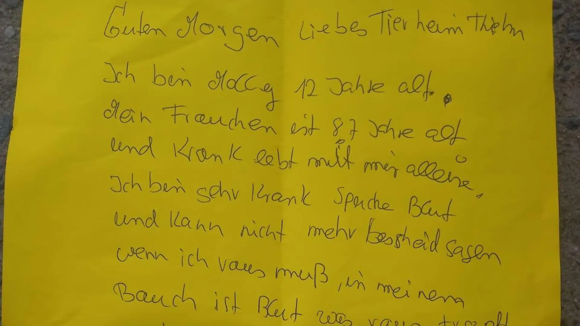 "Guten Morgen liebes Tierheim," diesen Brief aus Mollys Perspektive lassen die Besitzer bei der ausgesetzten Hündin zurück.