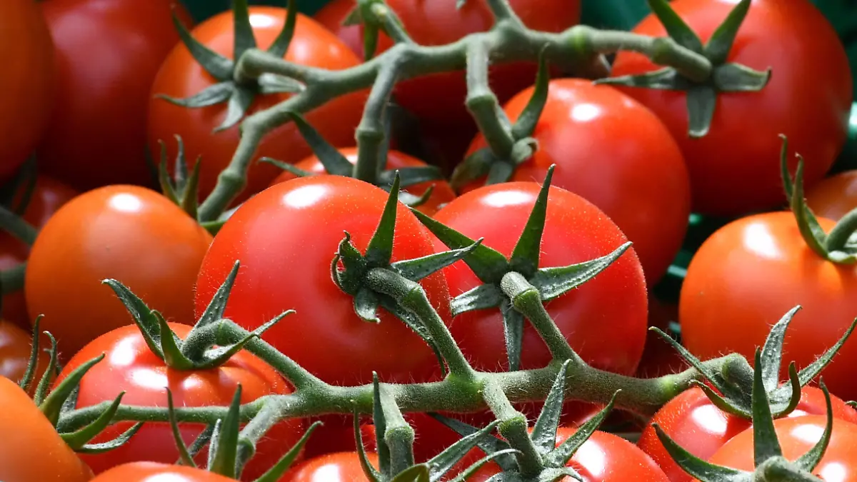 Im Gewächshaus des Biohof Aga werden am 08.08.2016 in Gera (Thüringen) frische Tomaten geerntet. Der Biohof ist eine Betriebsstätte der Lebenshilfe Werkstätten Gera gGmbH. Angebaut werden Biotomaten, Biogurken und Biosalat für den regionalen Markt. Der Biohof war am selben Tag eine Station der Sommertour von Thüringens Infrastruktur- und Landwirtschaftsministerin. Foto: Martin Schutt/dpa +++(c) dpa - Bildfunk+++