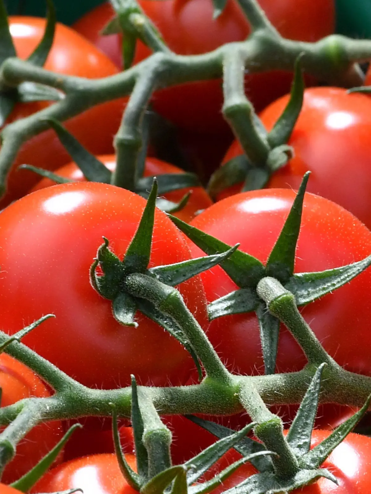 Im Gewächshaus des Biohof Aga werden am 08.08.2016 in Gera (Thüringen) frische Tomaten geerntet. Der Biohof ist eine Betriebsstätte der Lebenshilfe Werkstätten Gera gGmbH. Angebaut werden Biotomaten, Biogurken und Biosalat für den regionalen Markt. Der Biohof war am selben Tag eine Station der Sommertour von Thüringens Infrastruktur- und Landwirtschaftsministerin. Foto: Martin Schutt/dpa +++(c) dpa - Bildfunk+++