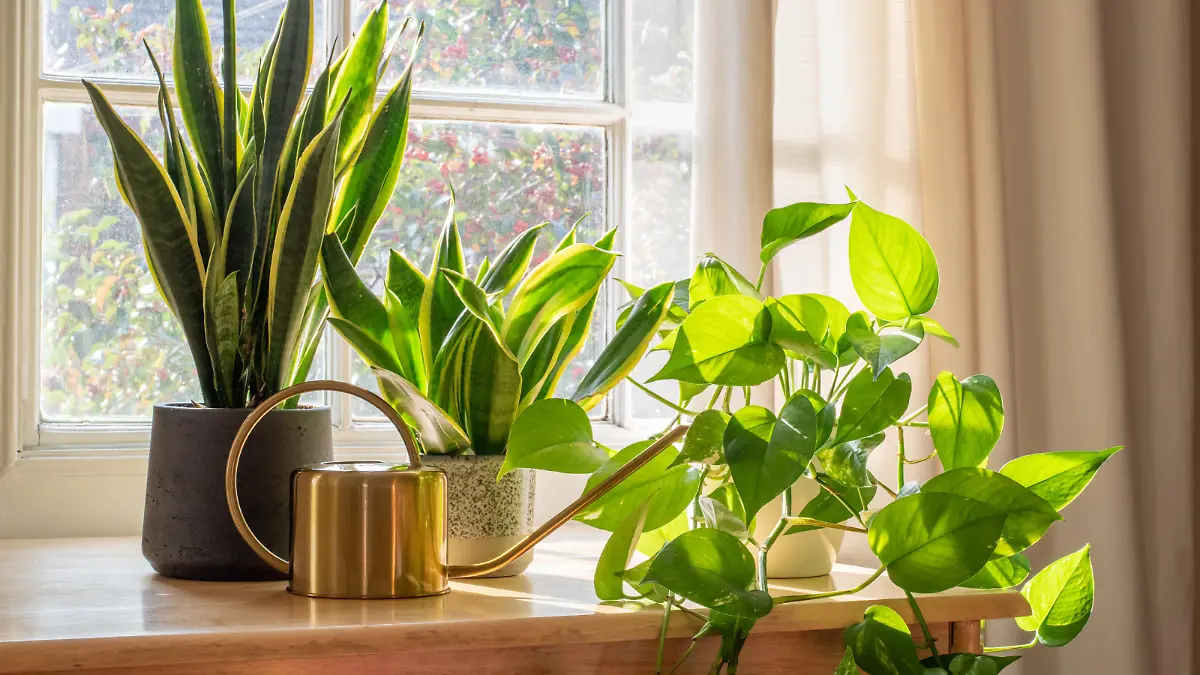 A sansevieria trifasciata snake plant in the window of a modern home or apartment interior.