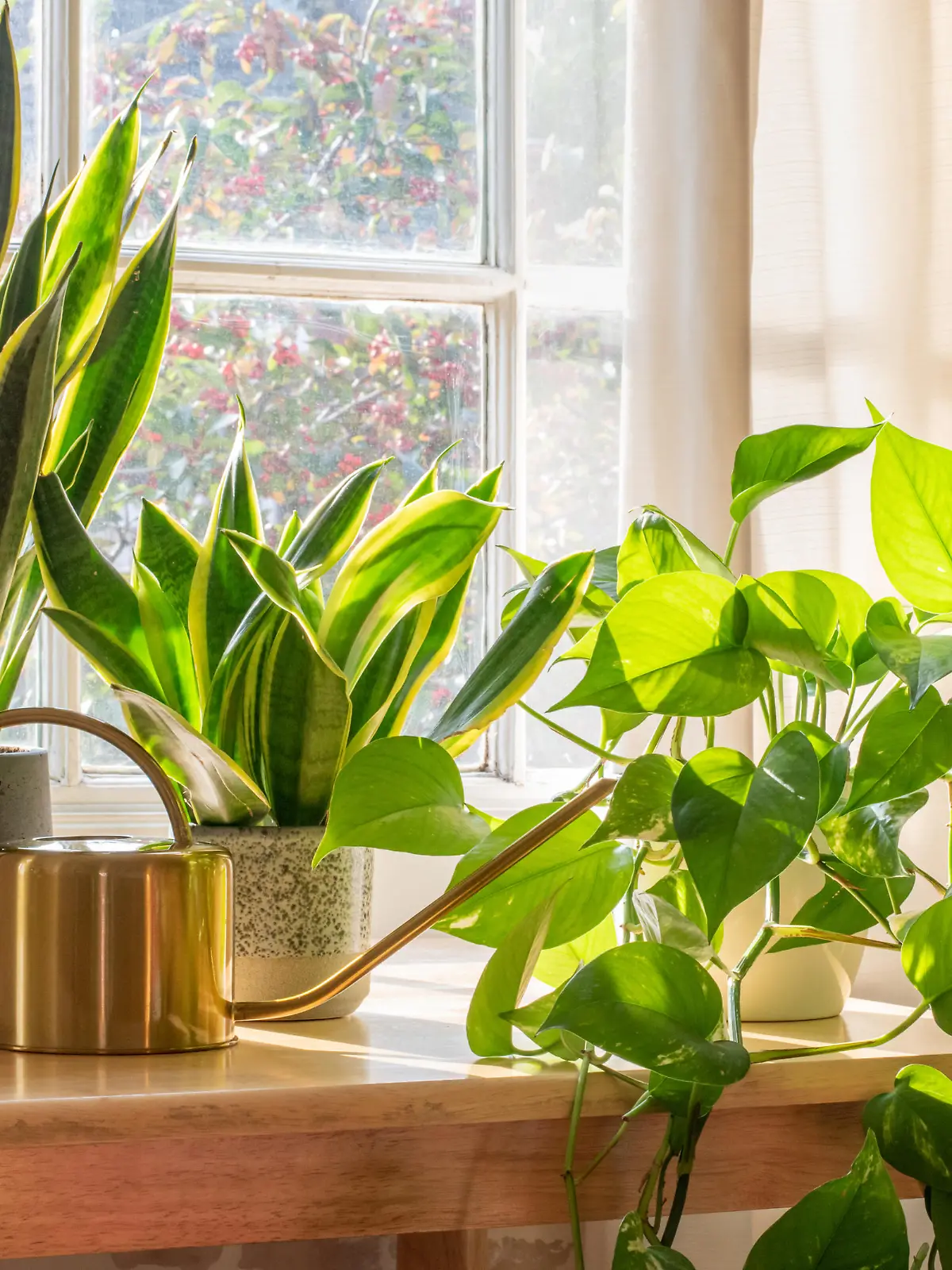 A sansevieria trifasciata snake plant in the window of a modern home or apartment interior.