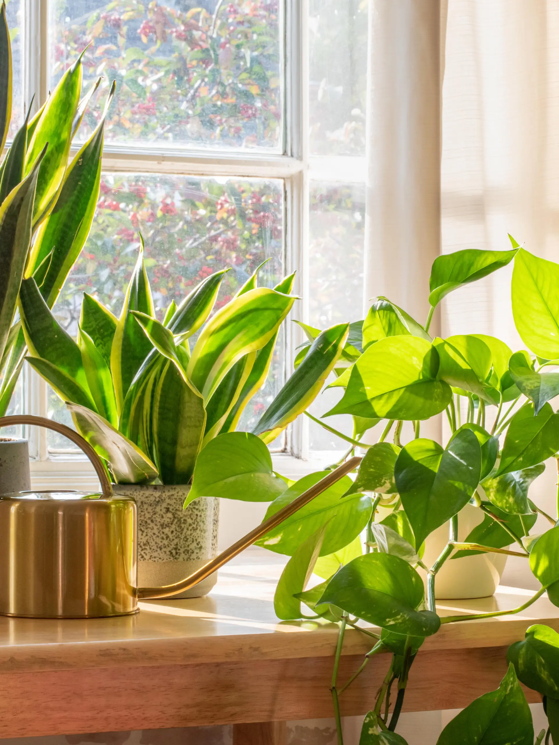 A sansevieria trifasciata snake plant in the window of a modern home or apartment interior.