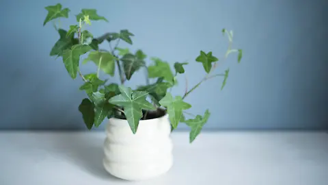 geigenfeige schtteln Purgrn Ficus-Benjamini-Dnger 1 Liter