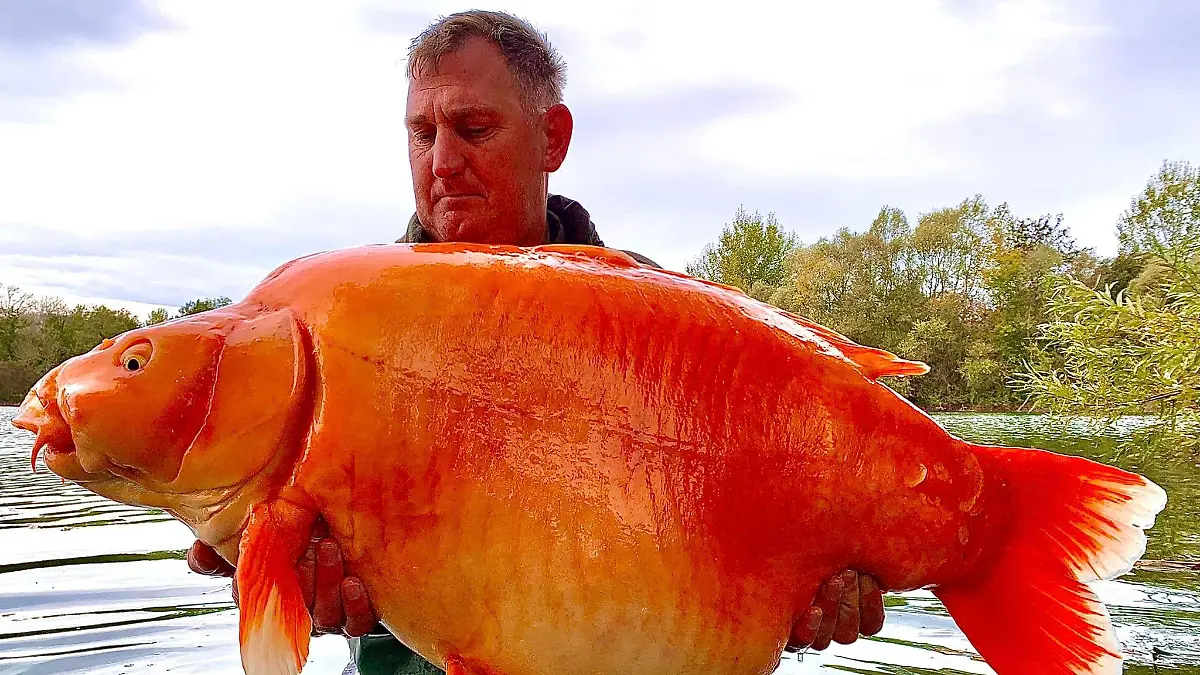 Karpfen-Dame Carrot wiegt gut 30 Kilogramm.