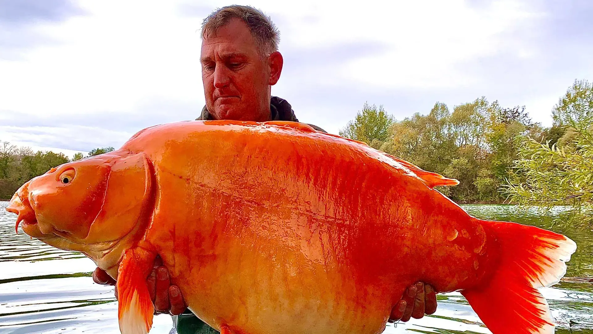 Karpfen-Dame Carrot wiegt gut 30 Kilogramm.