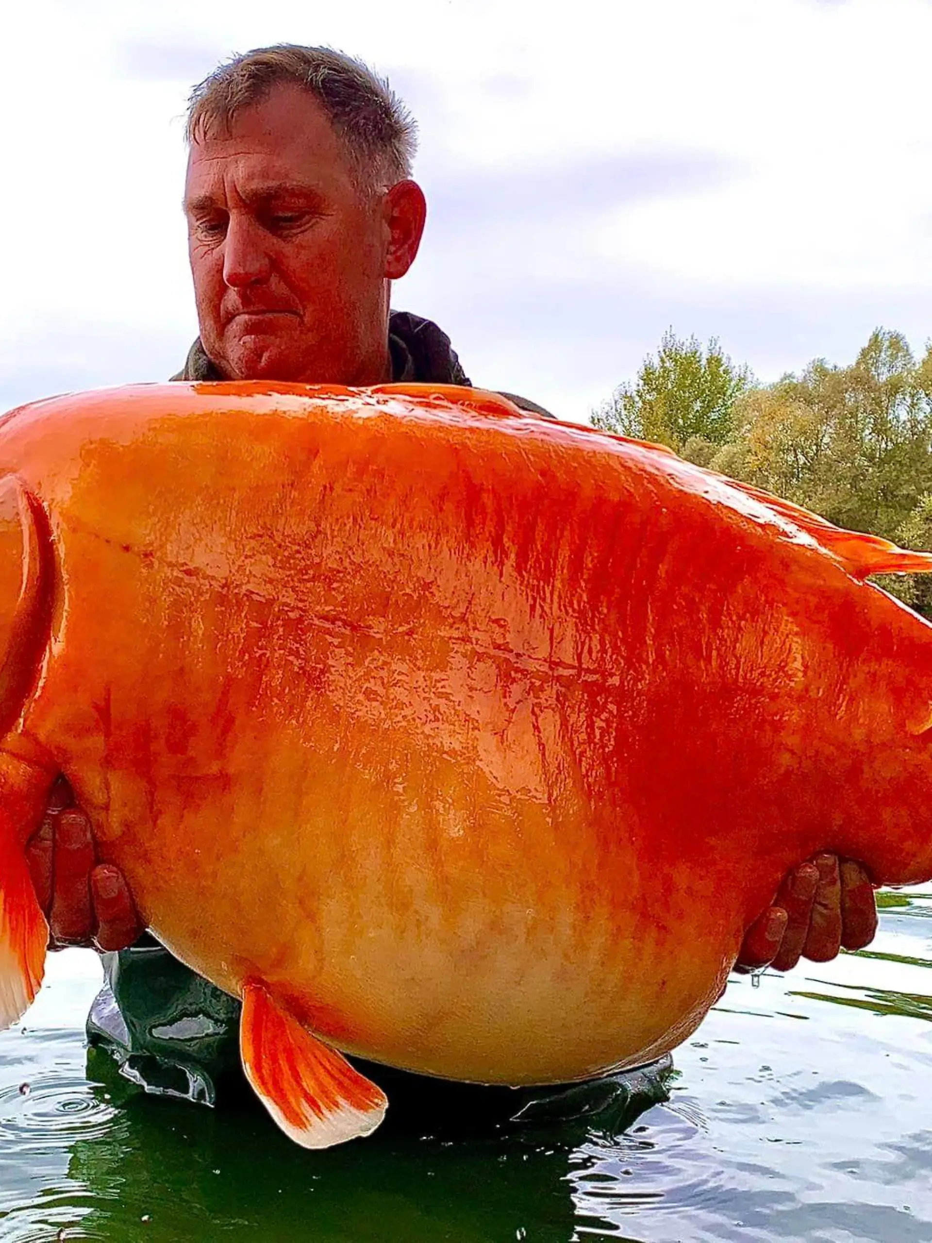 Karpfen-Dame Carrot wiegt gut 30 Kilogramm.