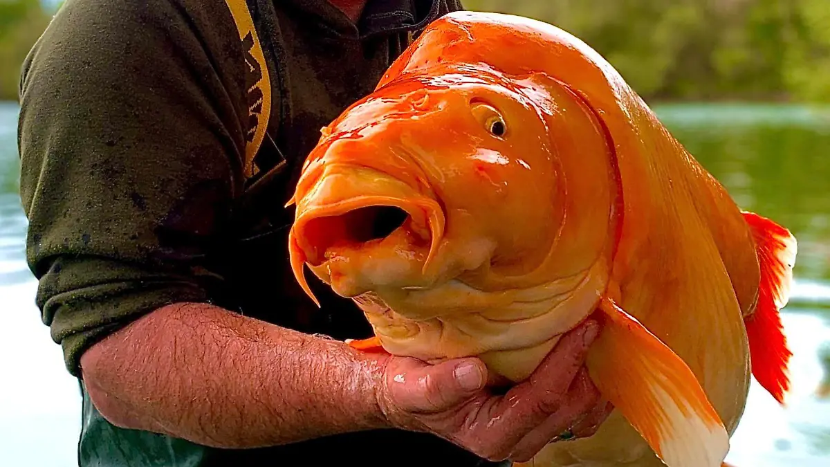 Stolzer Angler: Andy Hackett mit seinem Fang. Später wurde Carrot wieder in die Freiheit entlassen.