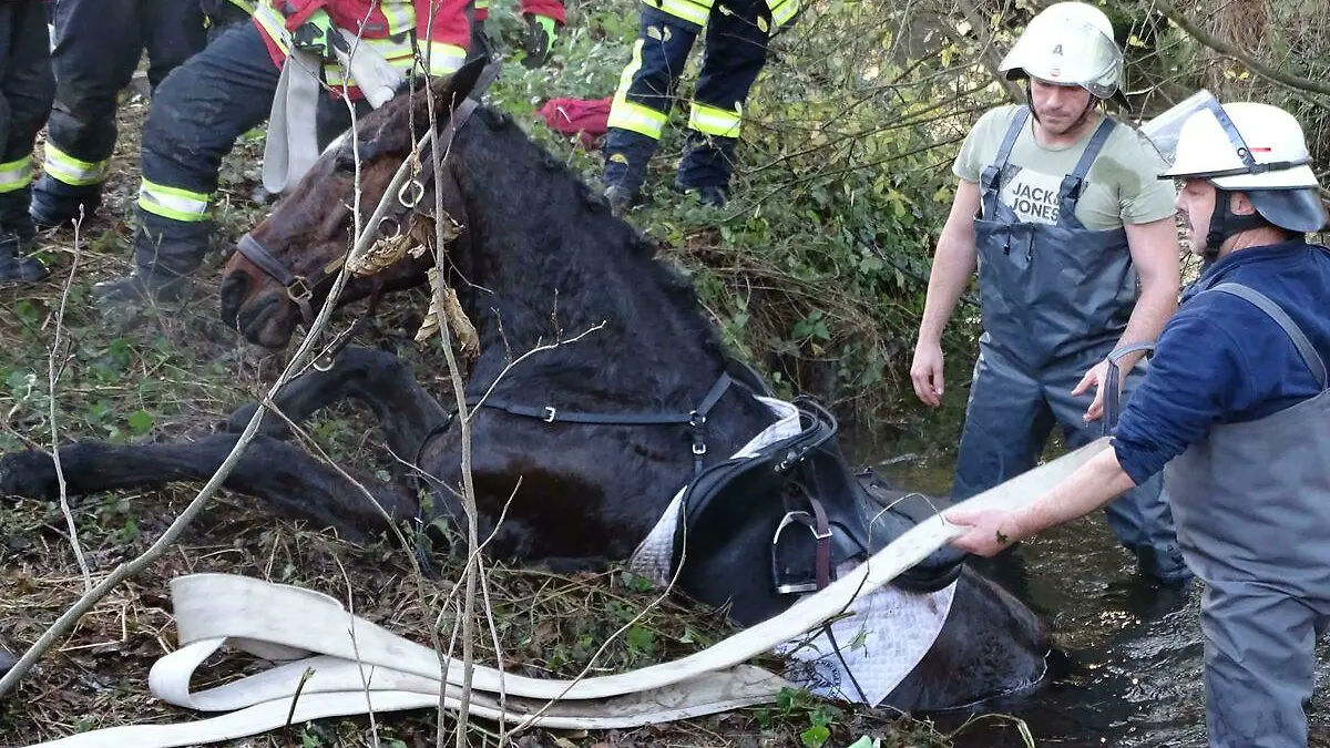Bei einer Schleppjagd in Sudermühlen geriet am Sonnabend ein Reiter mit seinem Pferd in einen Wassergraben. Dabei blieb das Tier mit den Hinterläufen im schlammigen Untergrund stecken.