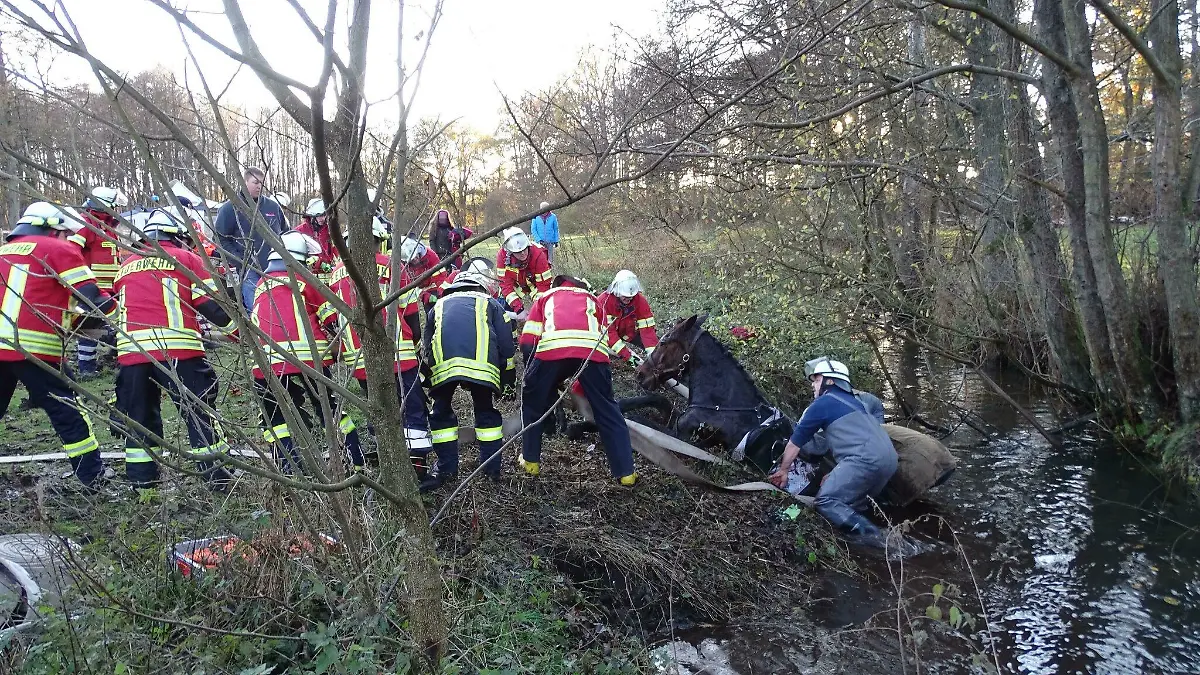 Mit vereinten Kräften zogen die Feuerwehrmänner das Tier an Land.
