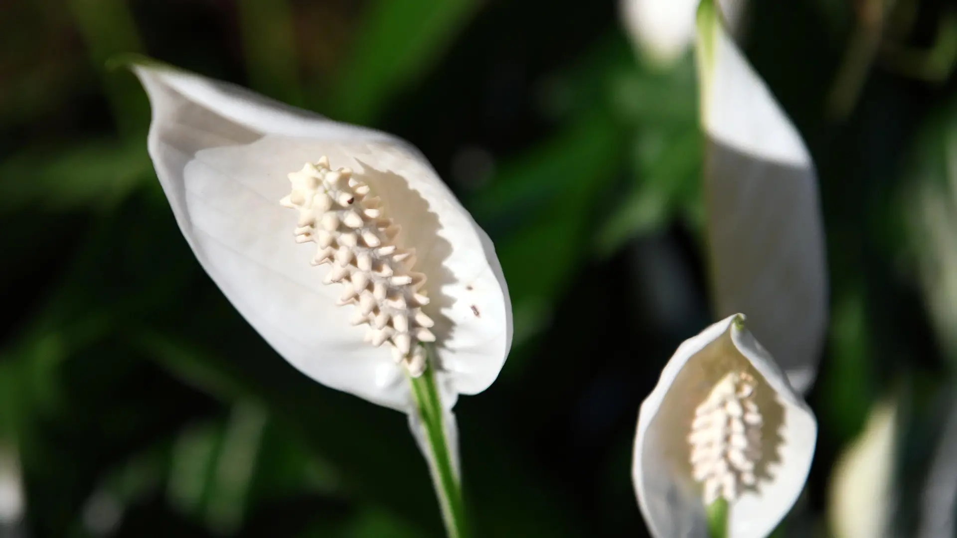 Einblatt (Spathiphyllum), aufgenommen am 21.01.2017 auf der Internationalen Gruenen Woche in Berlin. Foto: Andrea Warnecke