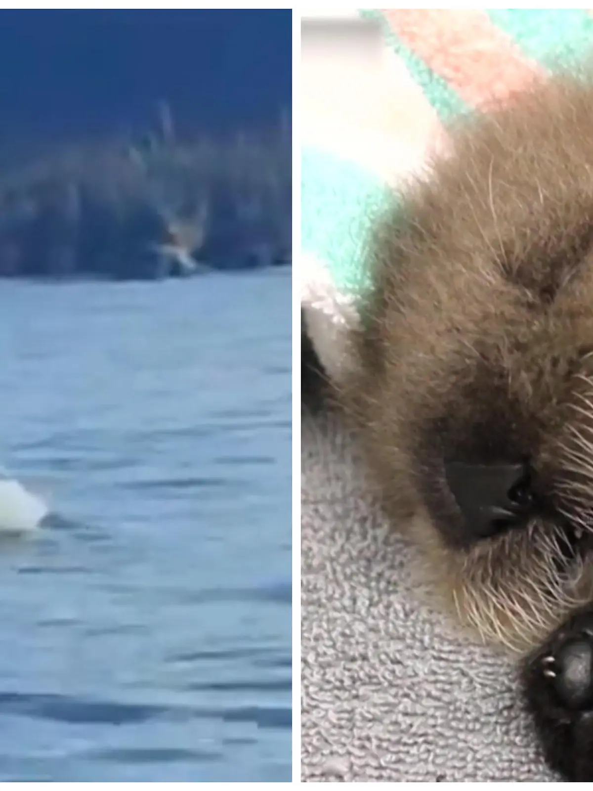 So dramatisch kann ein junges Leben beginnen: Der Otterwelpe ist erst wenige Stunden alt, als seine Mutter bei einem Orca-Angriff getötet wird. Doch durch Zufall beobachtet eine Mitarbeiterin des Sealife-Centers den Angriff - und schreitet ein!