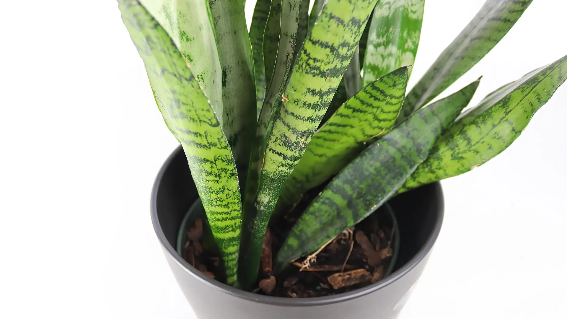 Closeup of the Mother In Law Snake Plant on a white table.