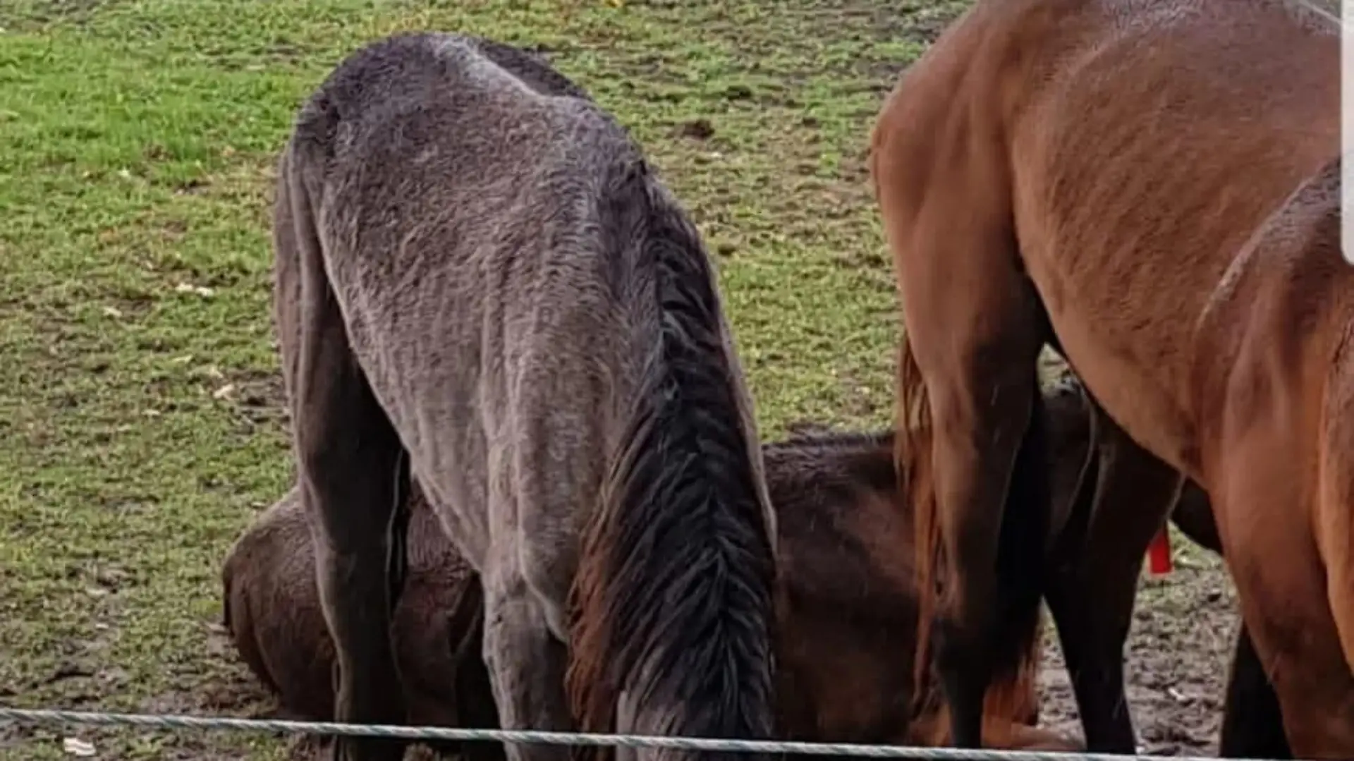 Bei mehreren Pferden sieht man ganz deutlich die Rippen der Tiere.