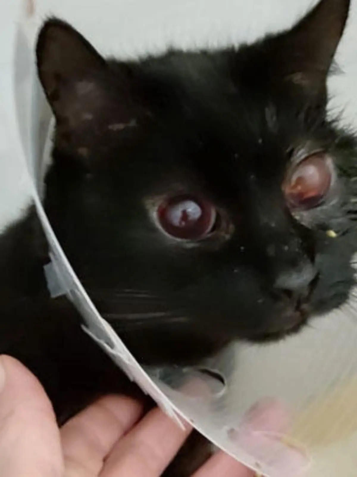 Die arme Katze wurde in Köln-Auweiler gefunden und in eine Tierklinik gebracht.