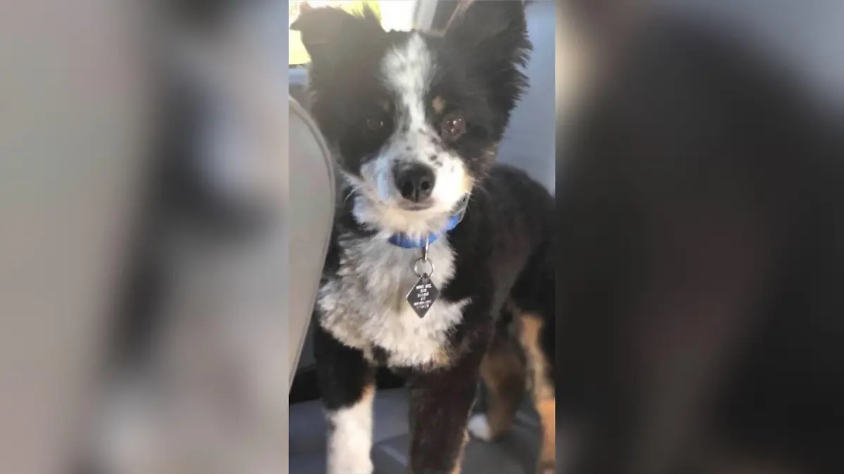 Buddy wurde brutal getötet. Filetiert und ohne Fell fand das Ehepaar den Hund.